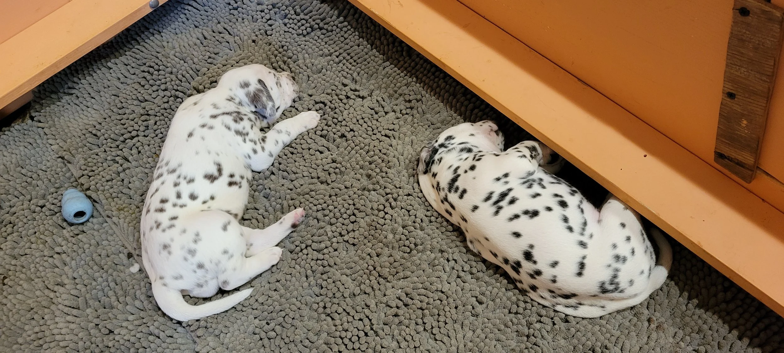 Azzie and Lappa 3 wks .jpg