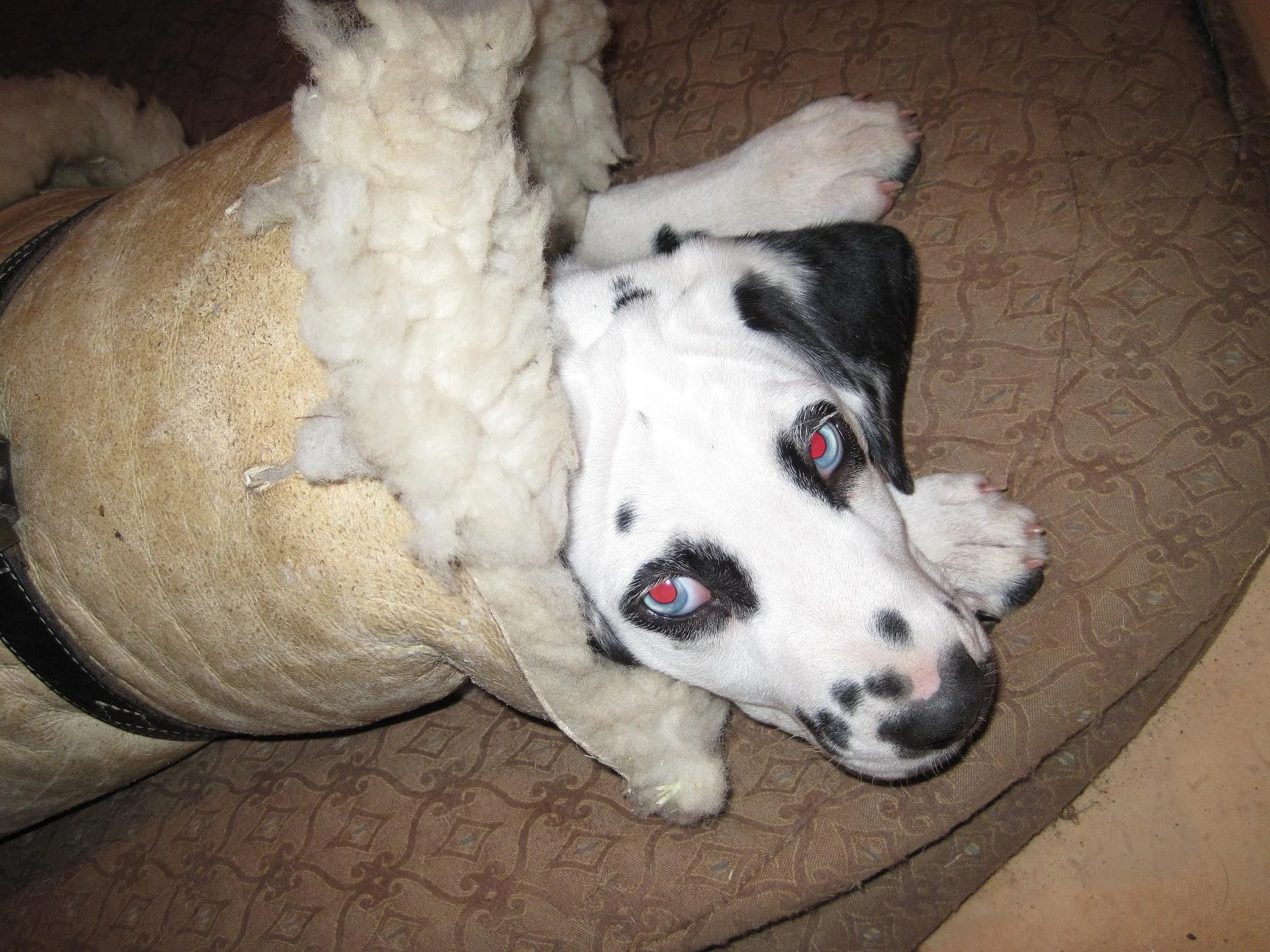 Lucy in her sheepskin coat--10 and a half weeks 005.jpg