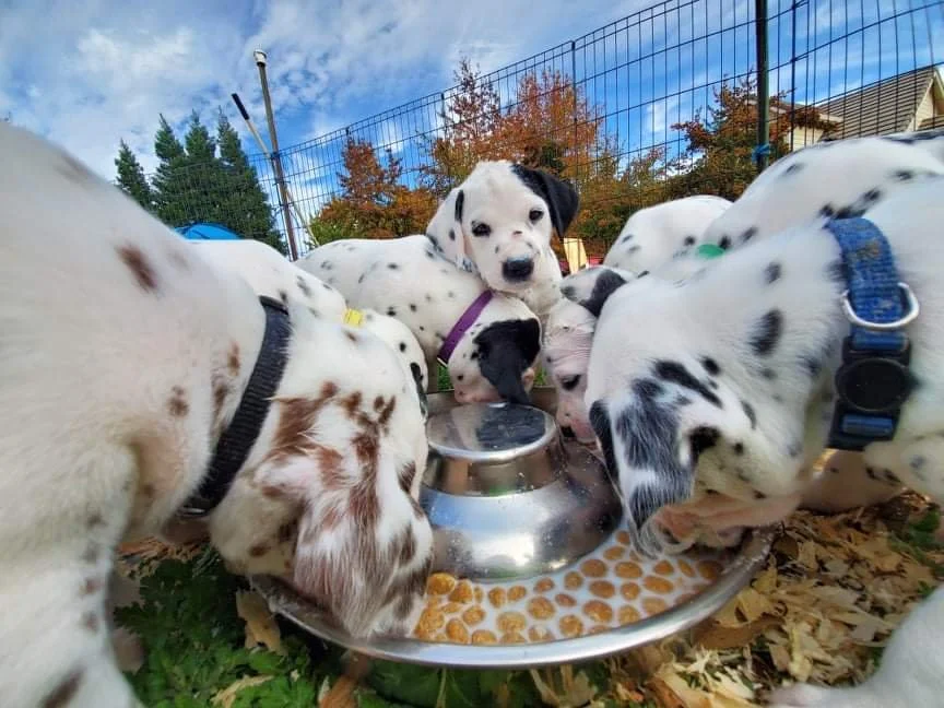 Leticia's mom's shot 10-28-21.jpeg