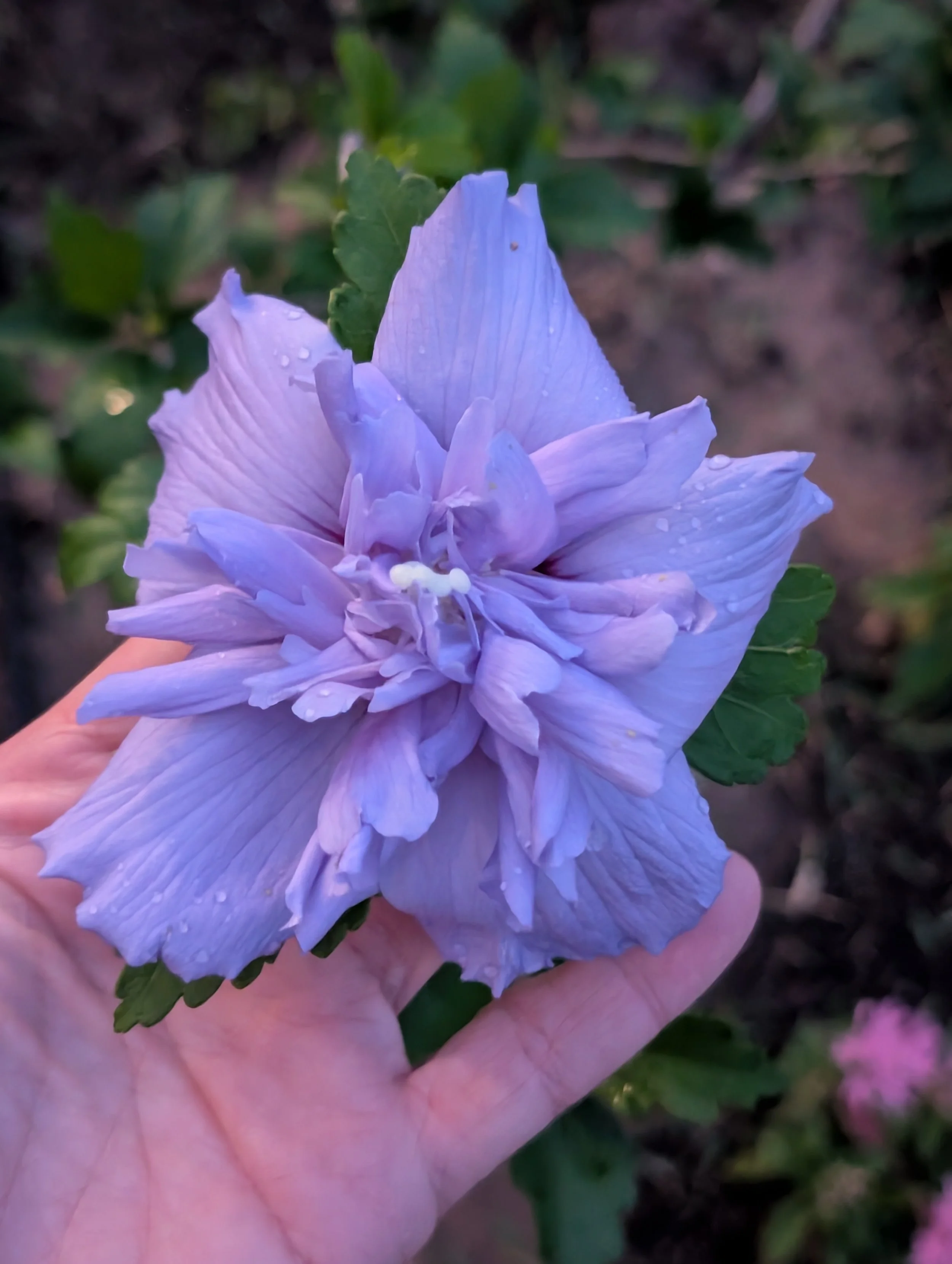 Blue Chiffon Hibiscus flower being held by Nicole from A Little Dirt Can't Hurt in Needville, TX