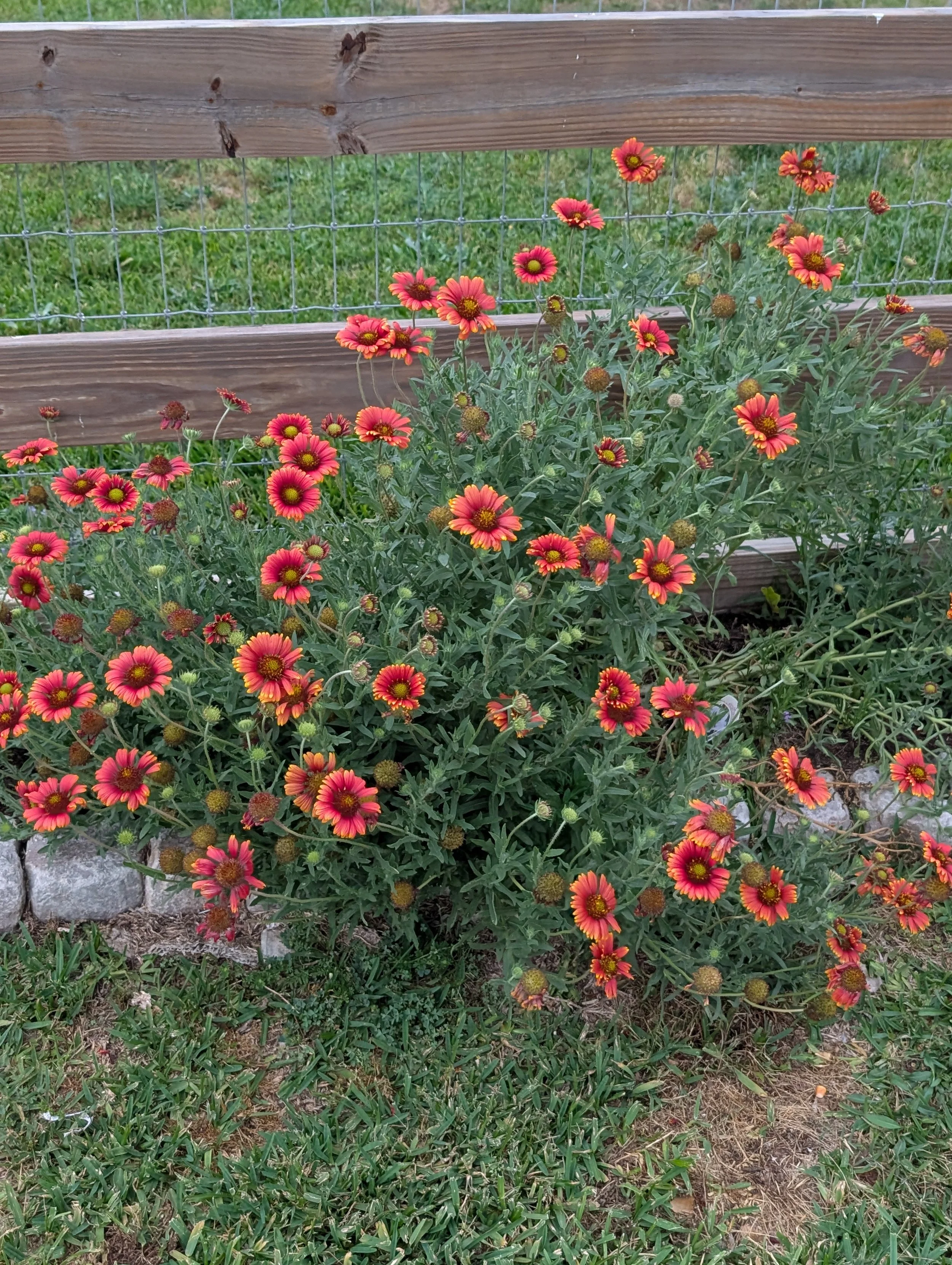 alittledirtcanthurt-garden-coaching-indian-blanket.jpg