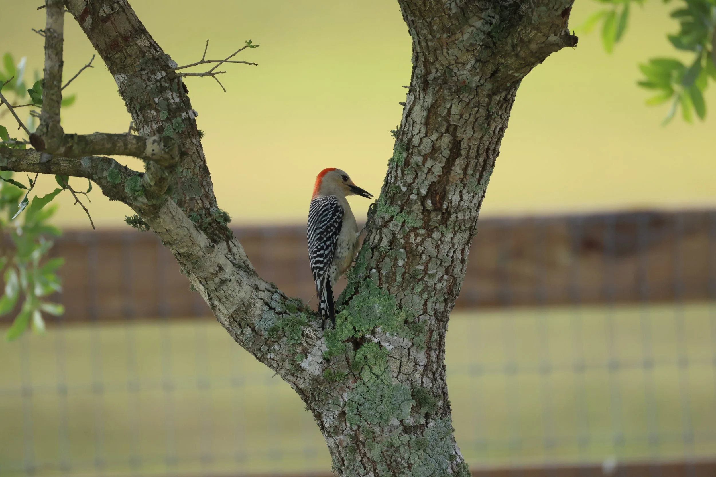 alittledirtcanthurt-garden-coaching-bird-in-tree.JPG