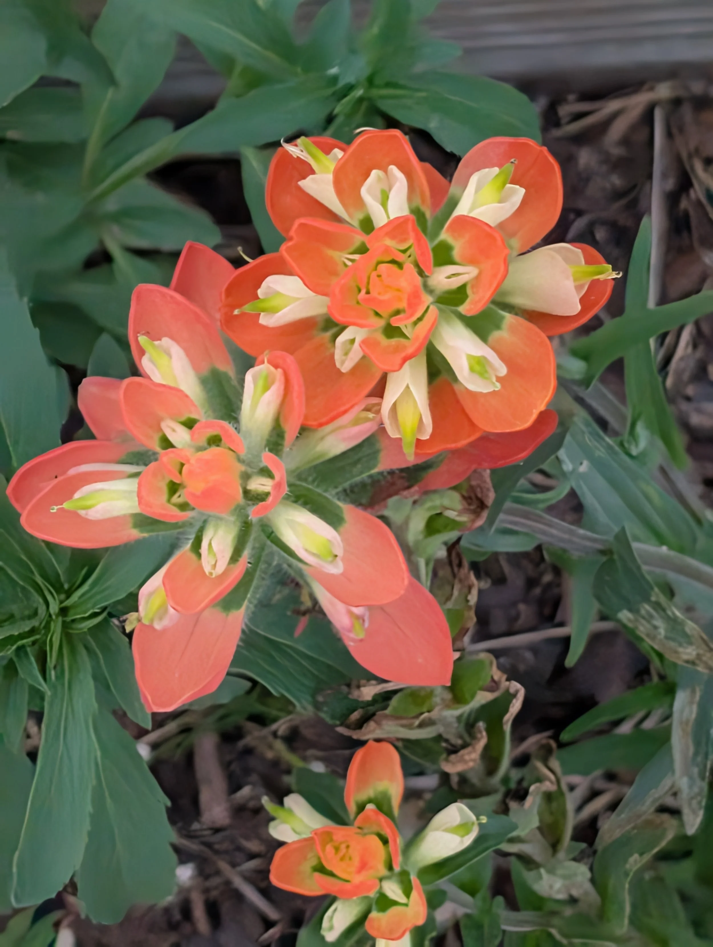 alittledirtcanthurt-garden-coaching-flower-peach.jpg