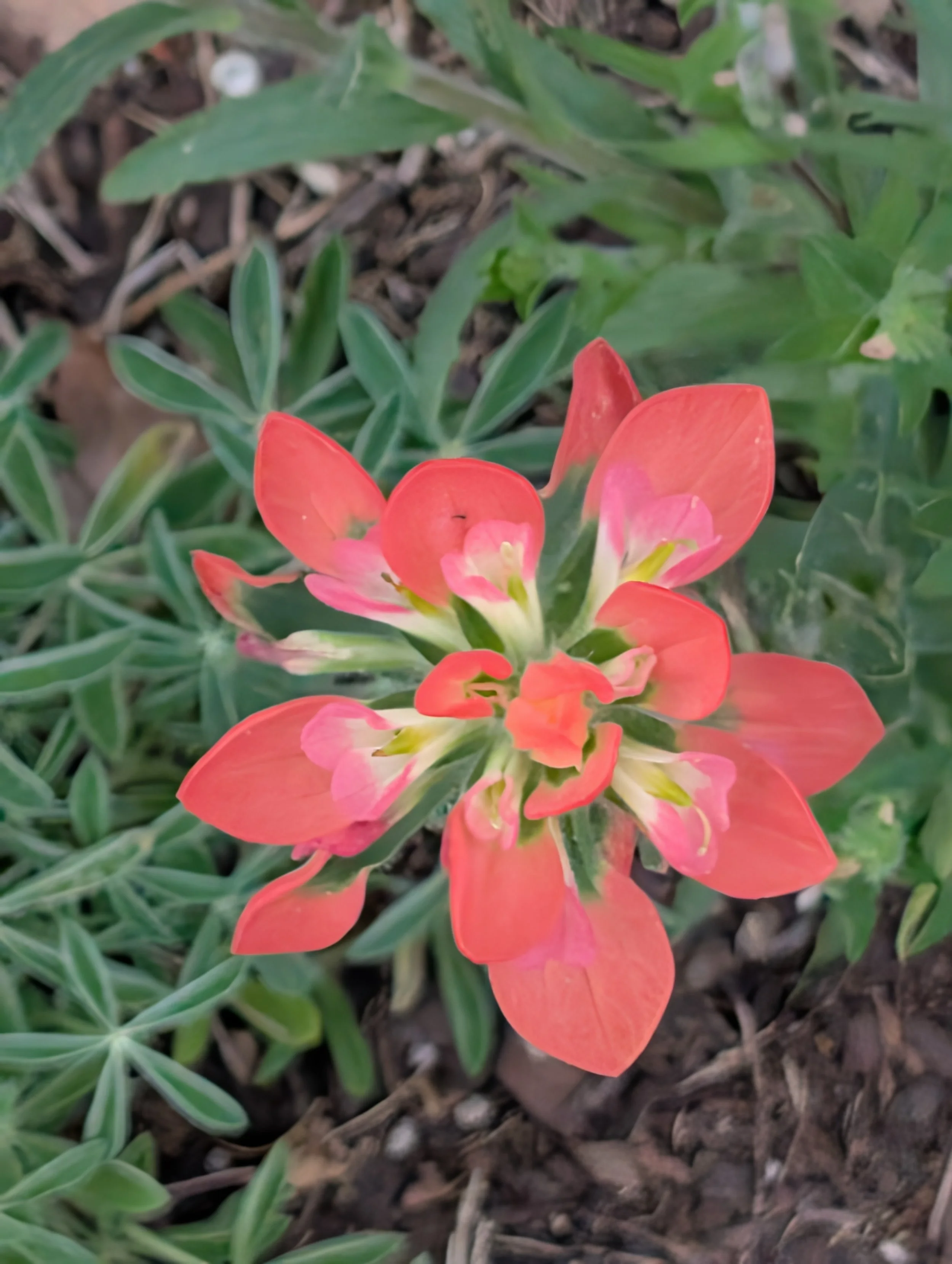alittledirtcanthurt-garden-coaching-flower.jpg