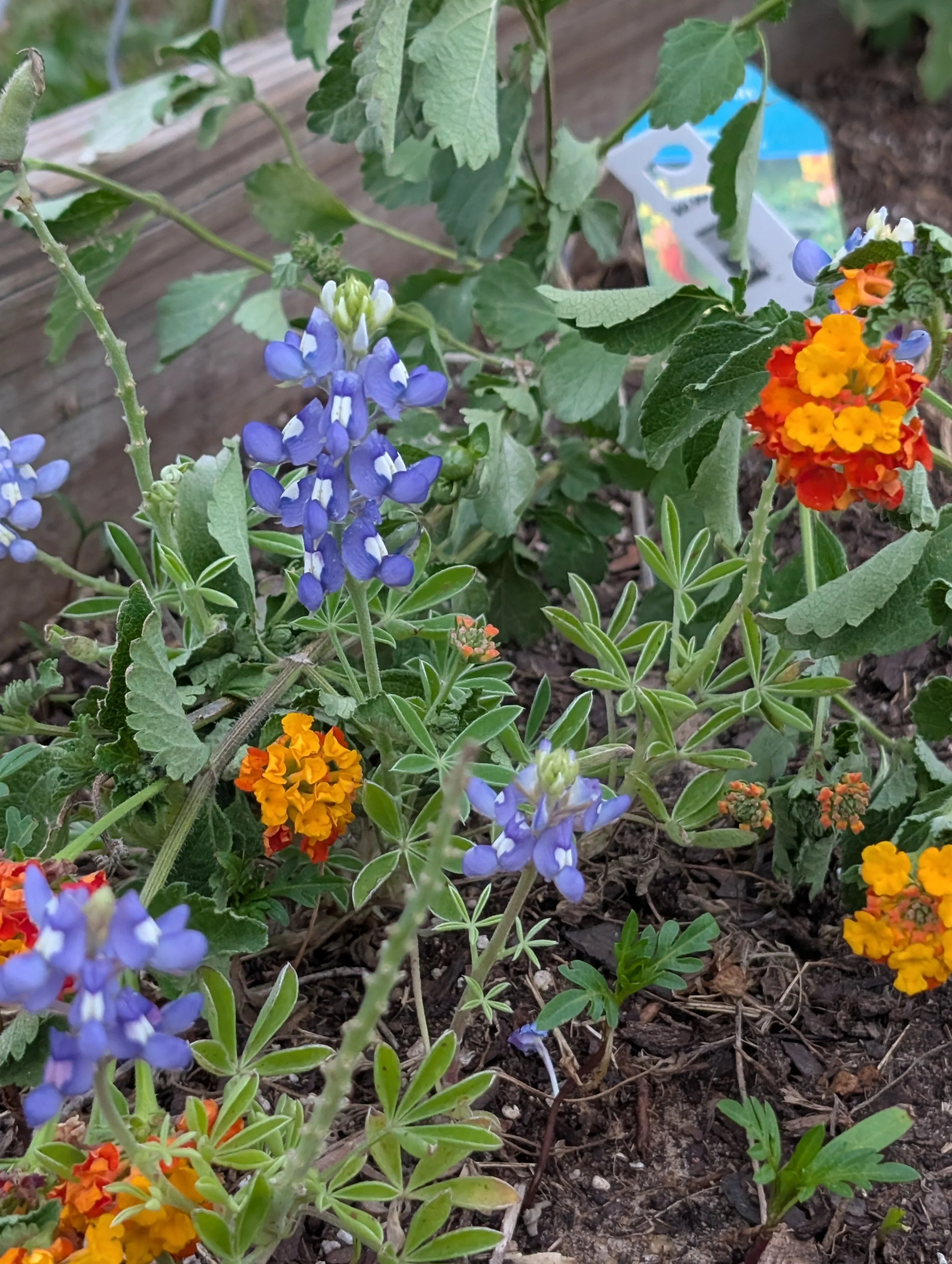 alittledirtcanthurt-garden-coaching-salvia.jpg