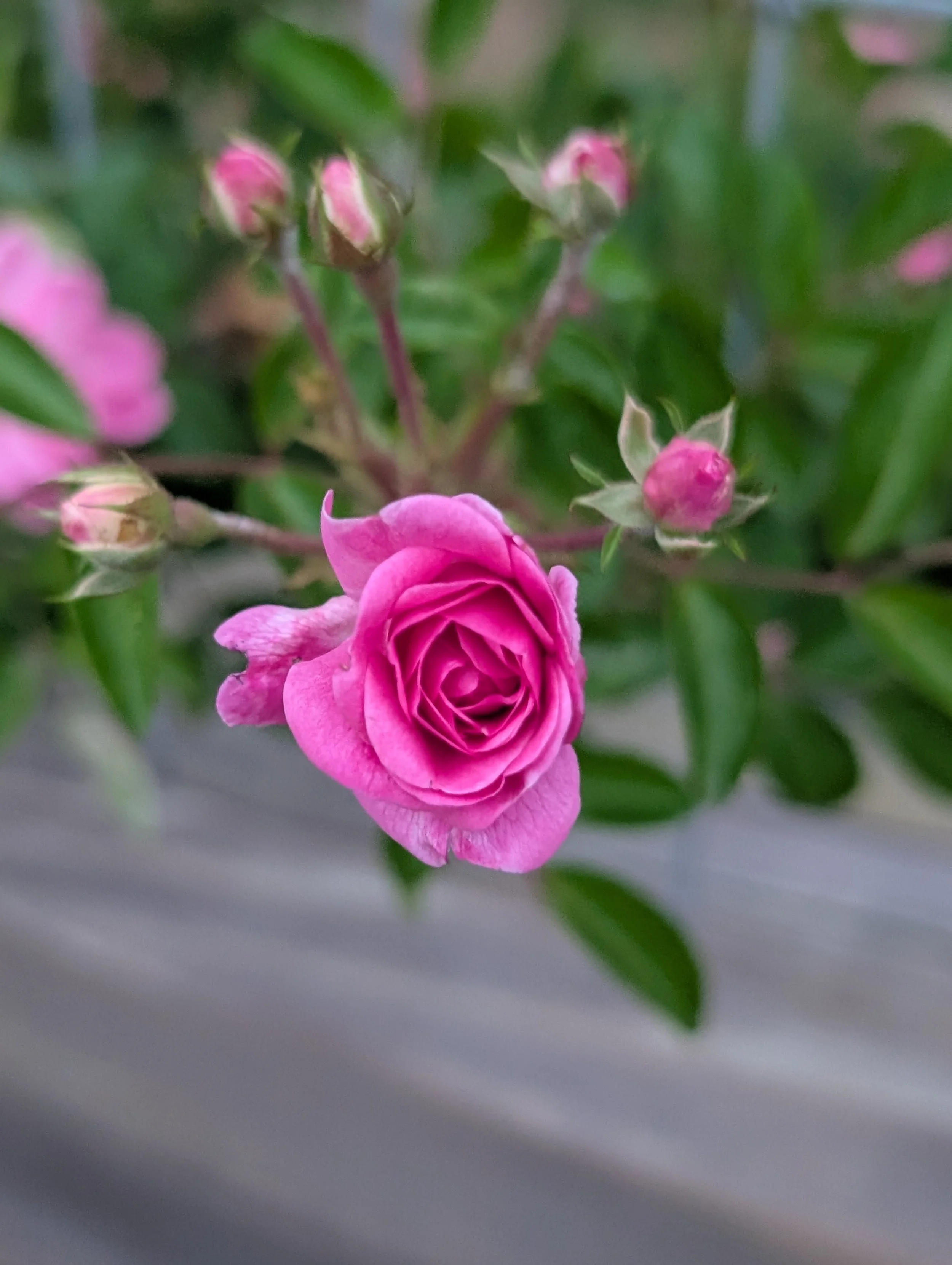 alittledirtcanthurt-garden-coaching-rose.jpg
