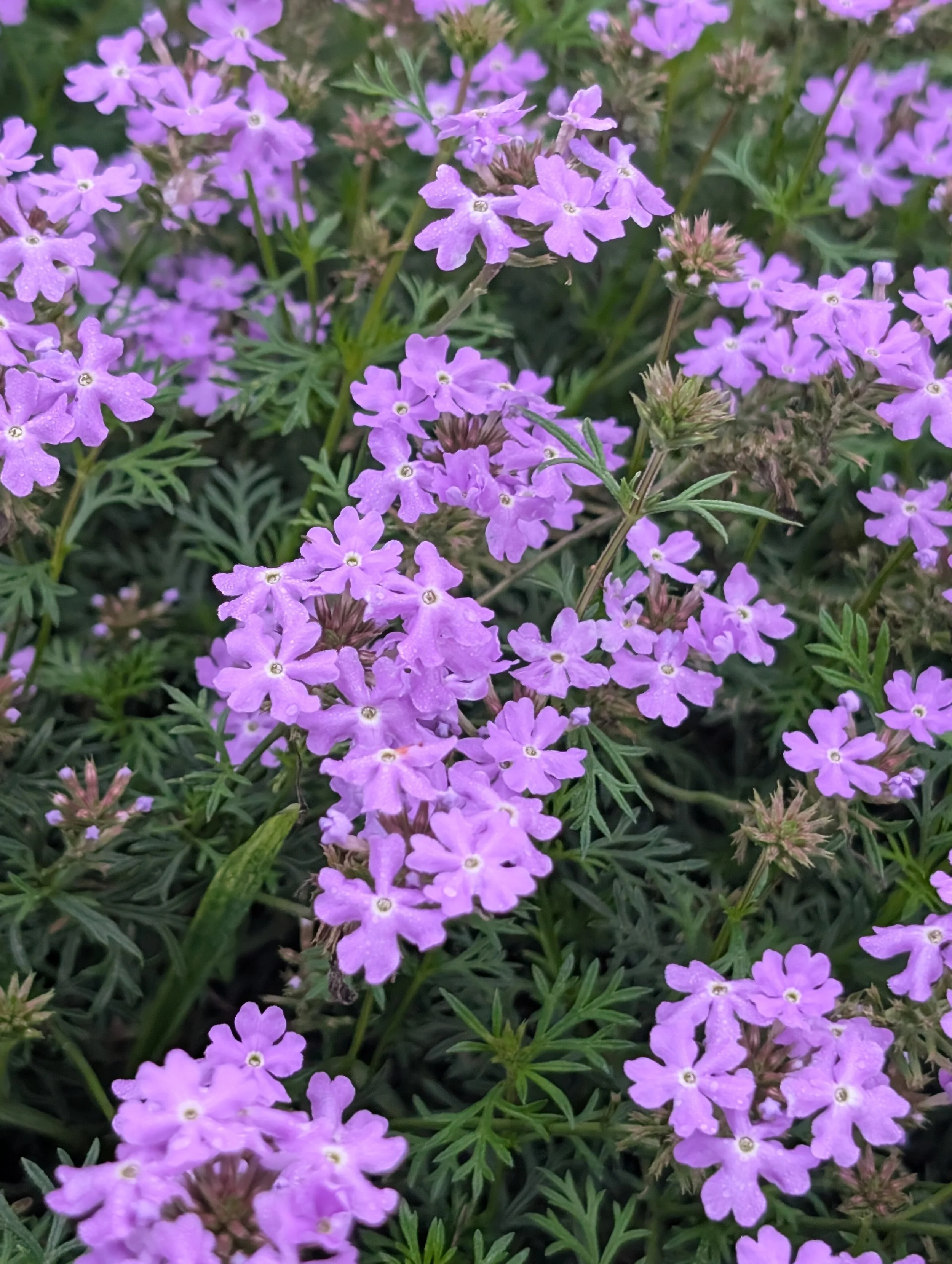alittledirtcanthurt-garden-coaching-purple-flower.jpg