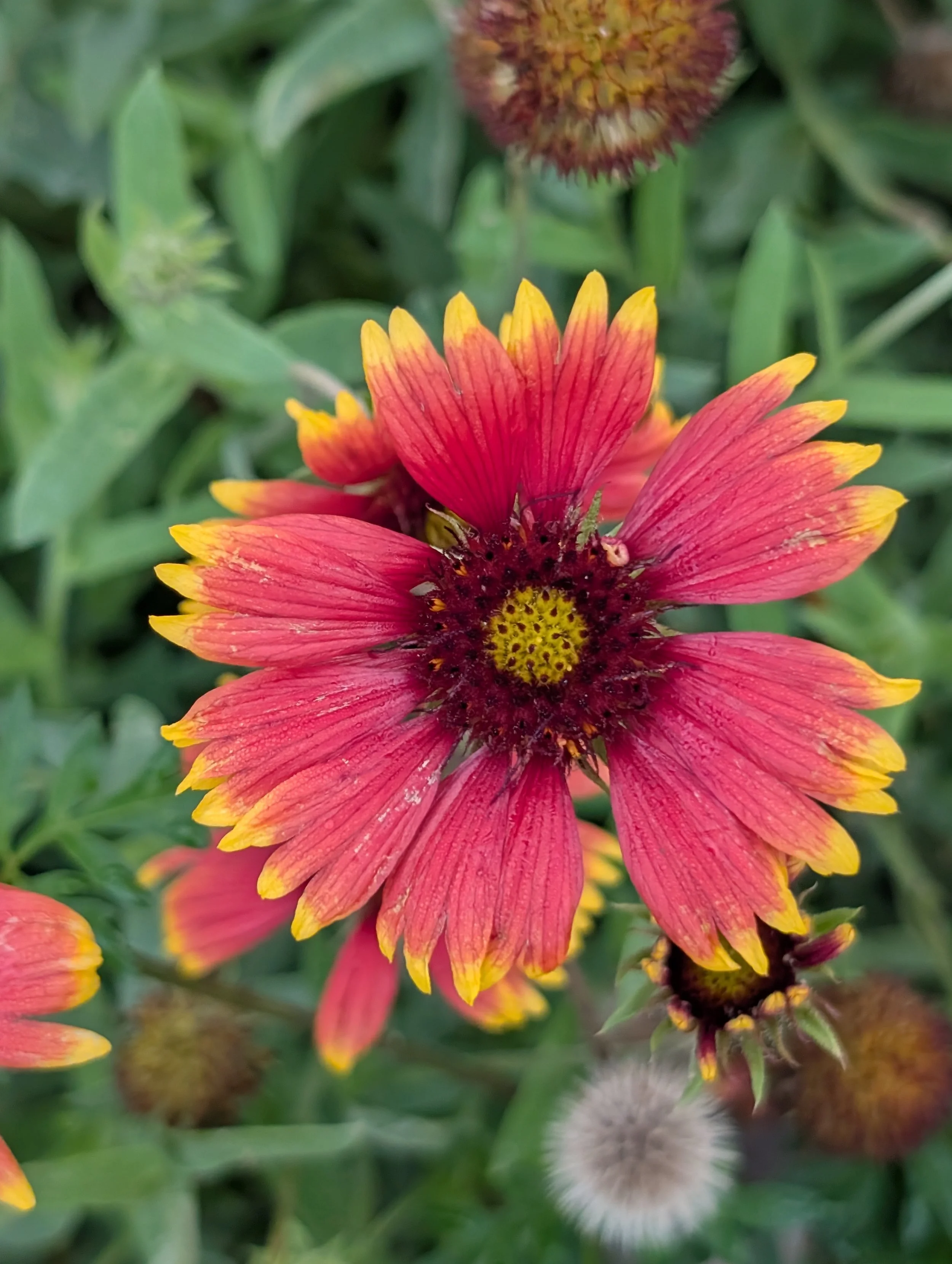 alittledirtcanthurt-garden-coaching-indianblanket.jpg