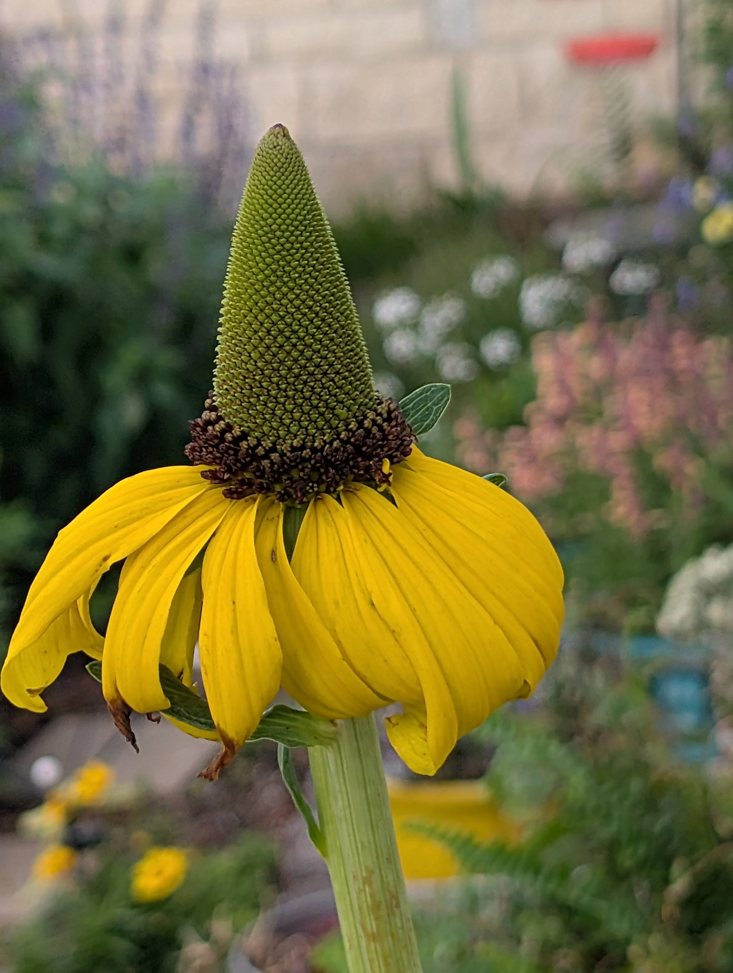 alittledirtcanthurt-garden-coaching-coneflower2.jpg