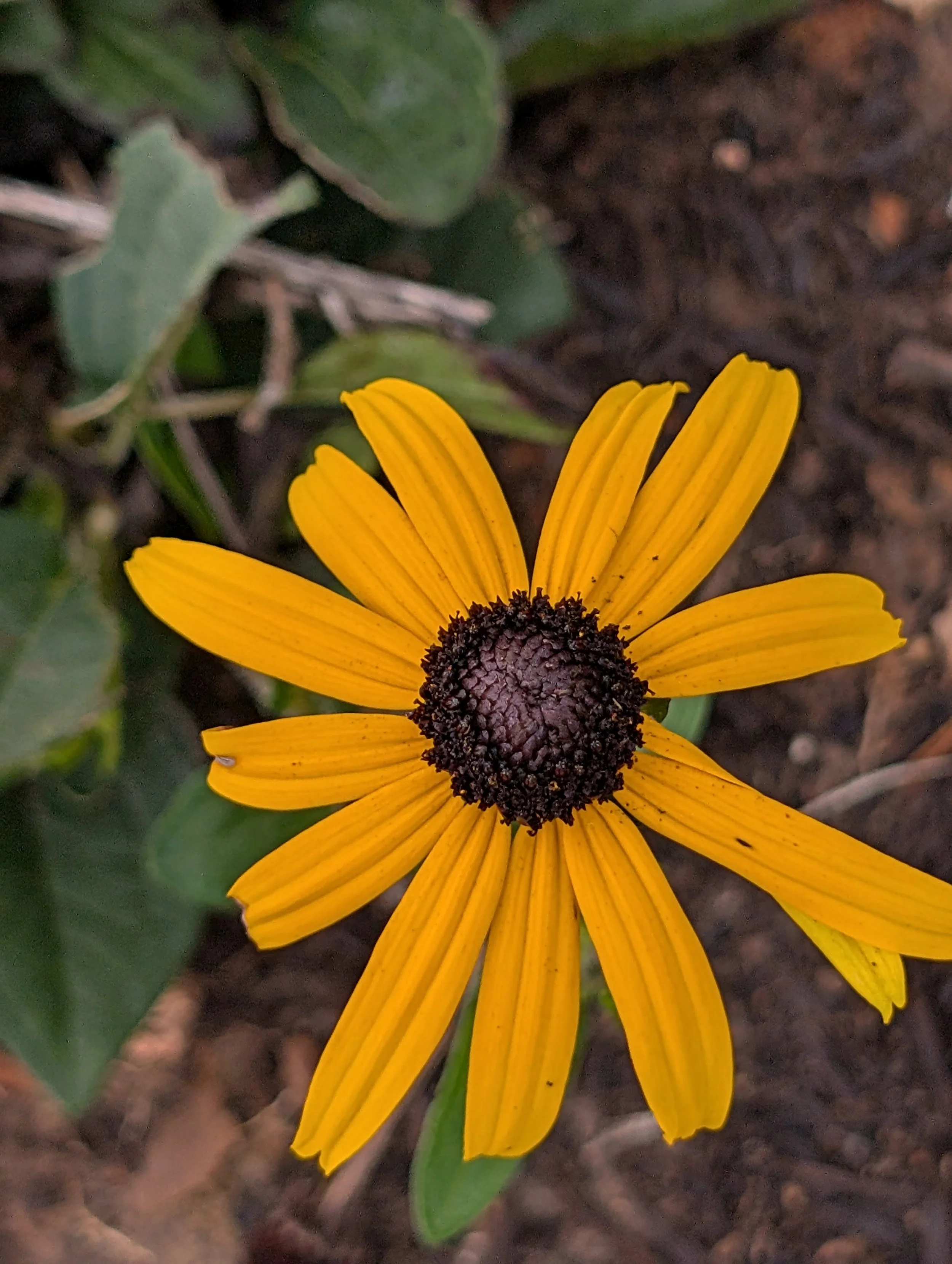 alittledirtcanthurt-garden-coaching-flower-yellow.jpg