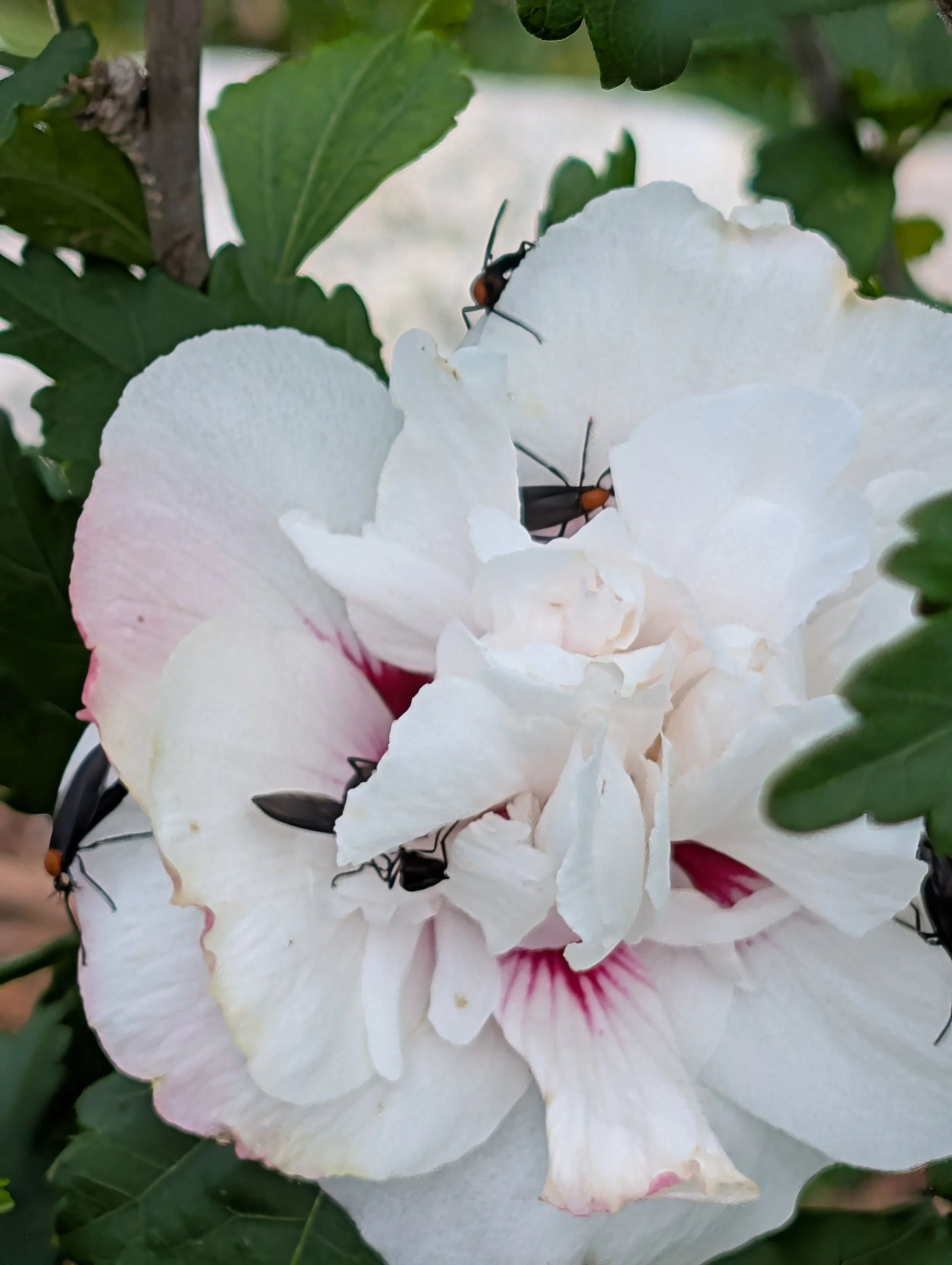 alittledirtcanthurt-garden-coaching-white-flower.jpg
