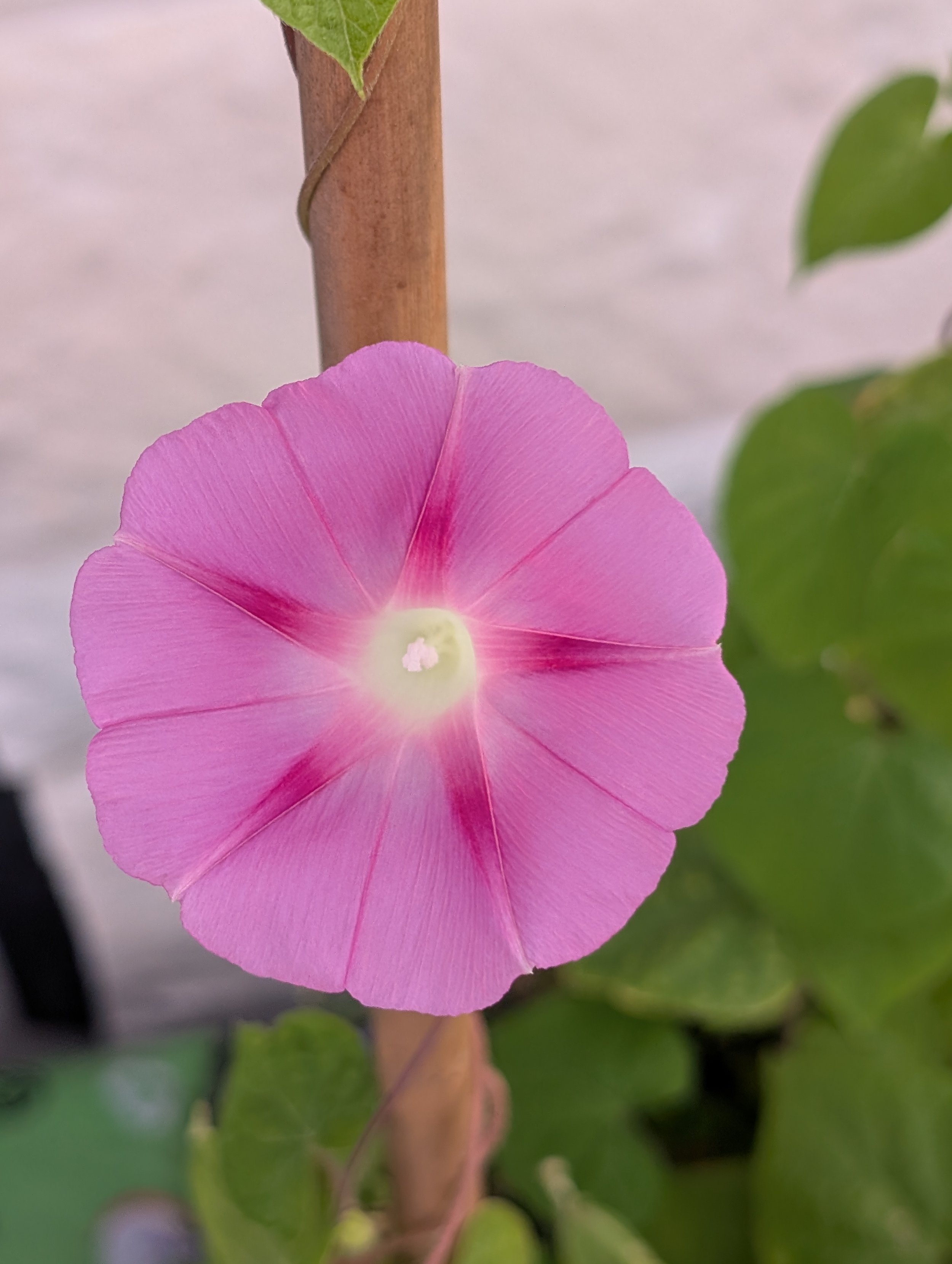alittledirtcanthurt-garden-coaching-pink-flower-morningglory.jpg
