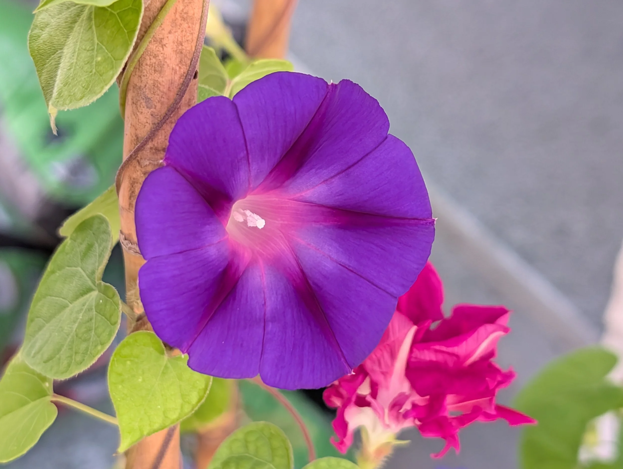 alittledirtcanthurt-garden-coaching-morning-glory.jpg