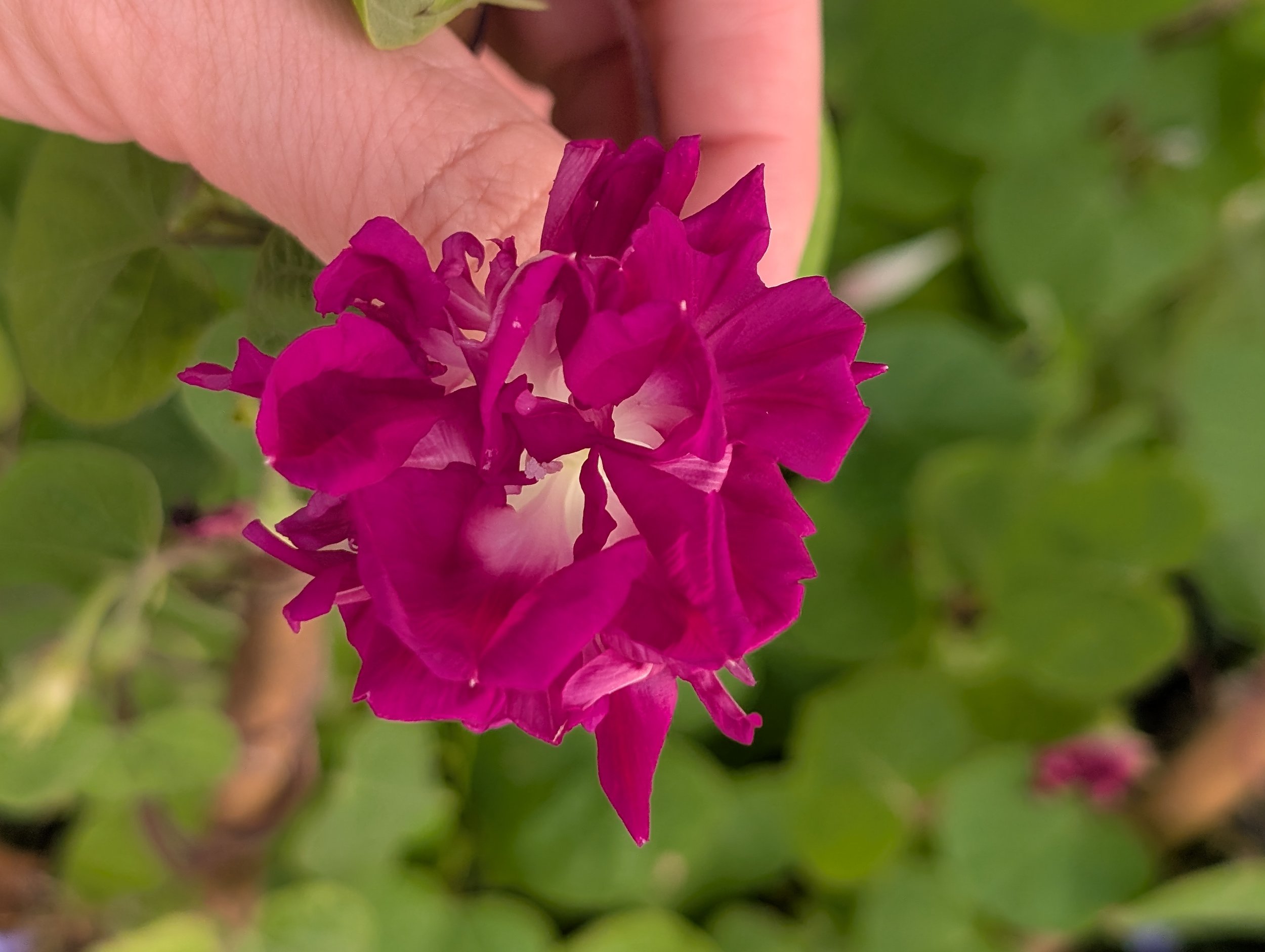 alittledirtcanthurt-garden-coaching-purple flower.jpg