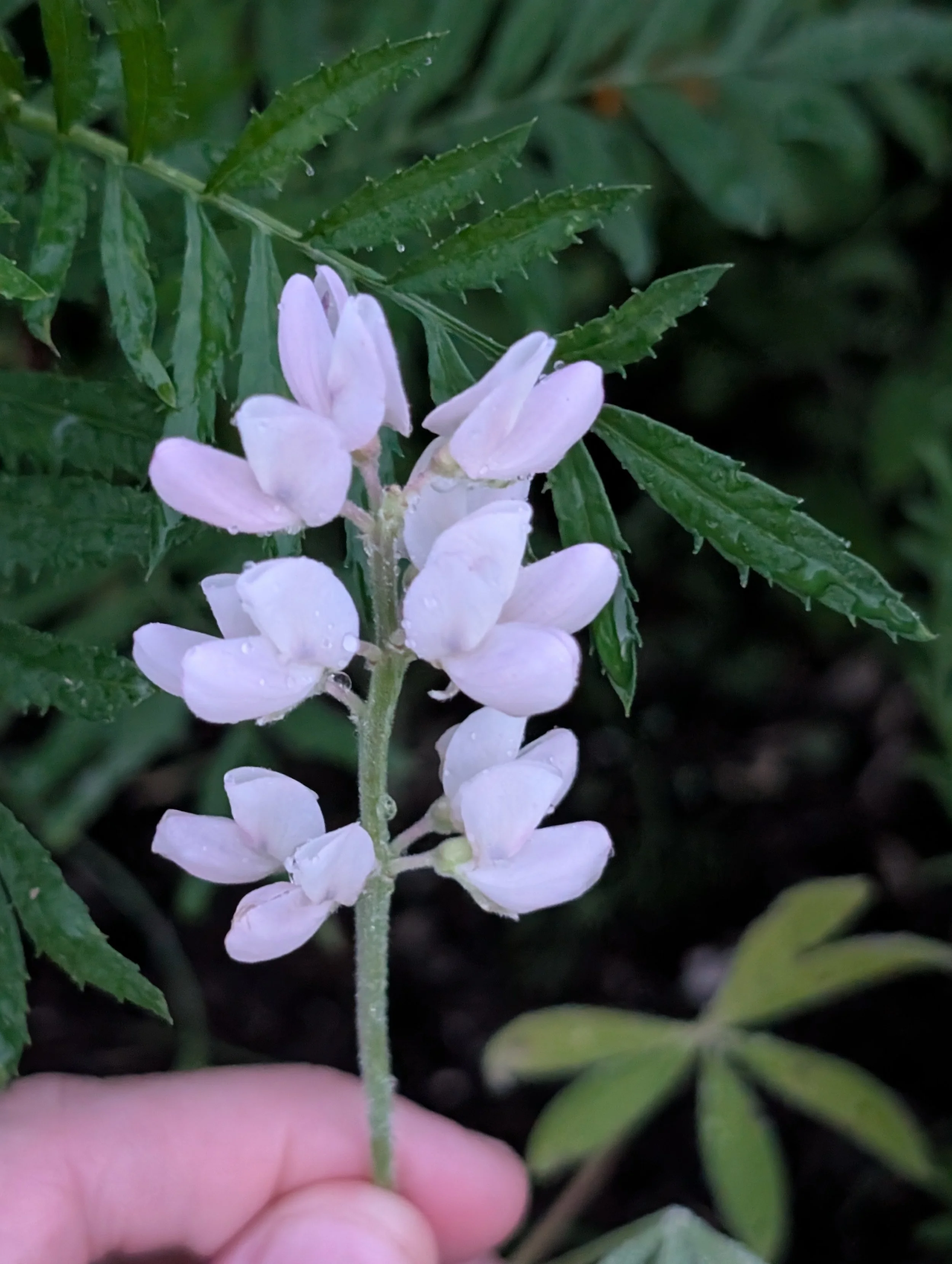 alittledirtcanthurt-garden-coaching-flower.jpg