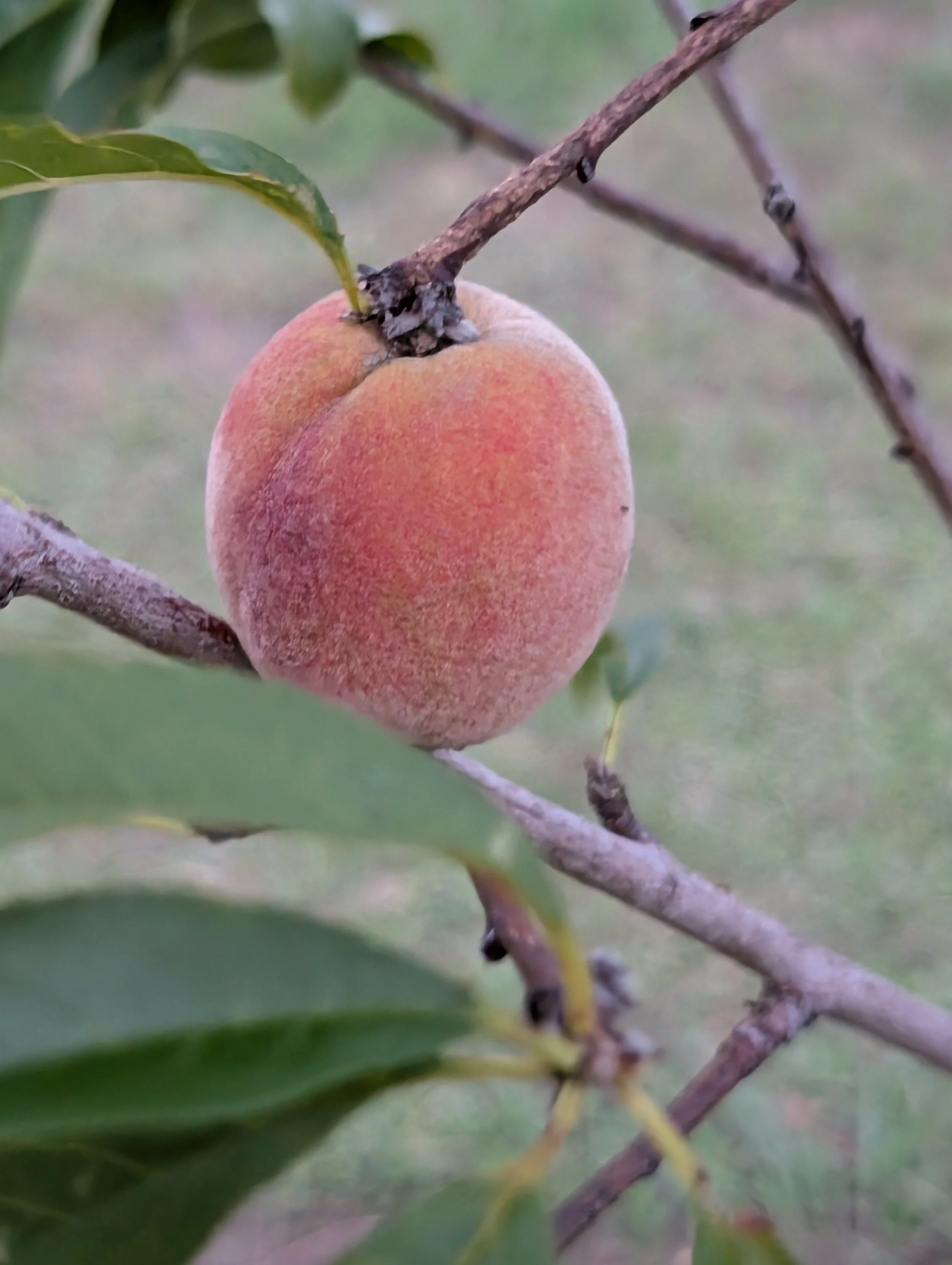 alittledirtcanthurt-garden-coaching-peach.jpg