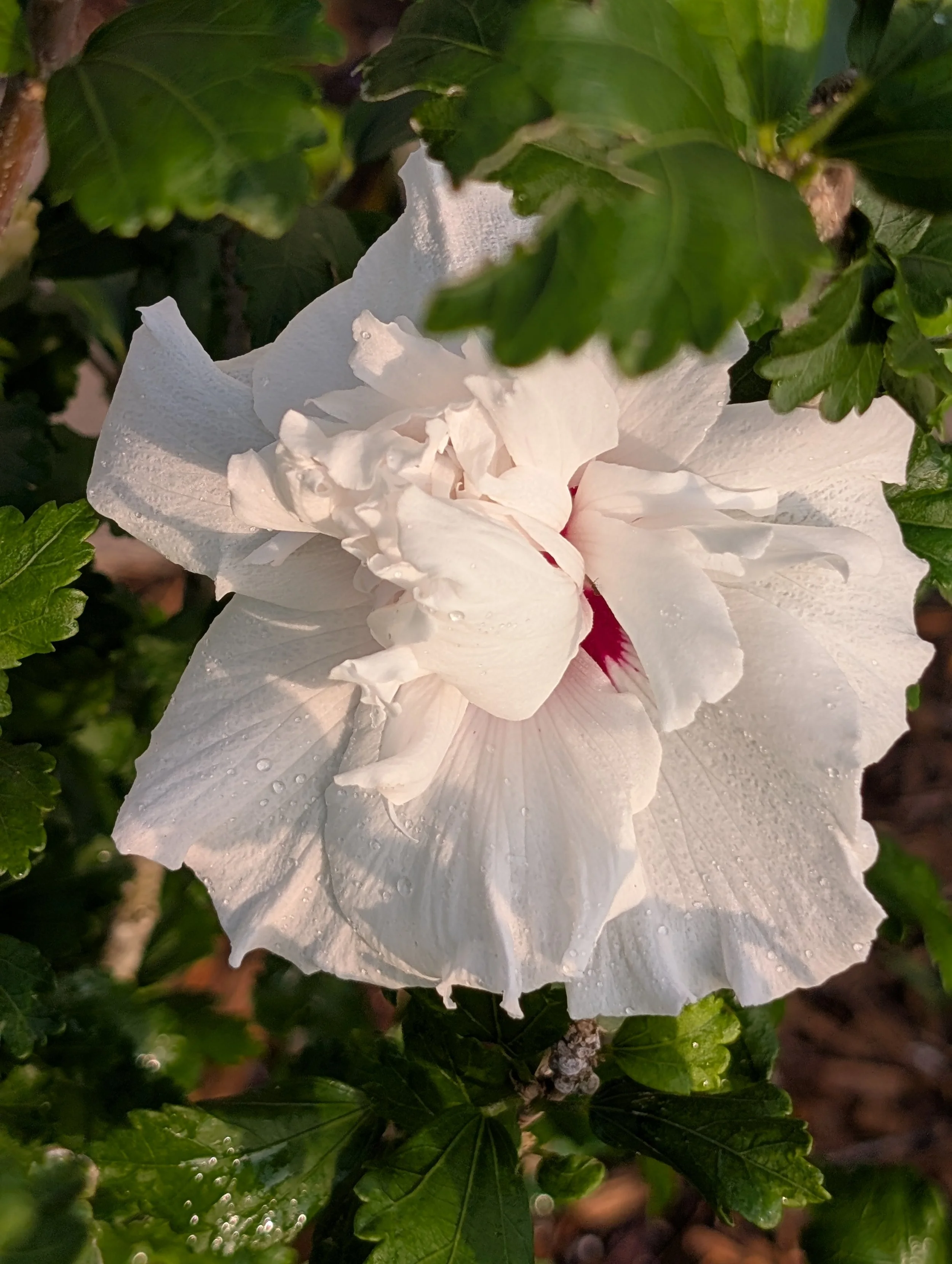 alittledirtcanthurt-garden-coaching-double-chiffon.jpg