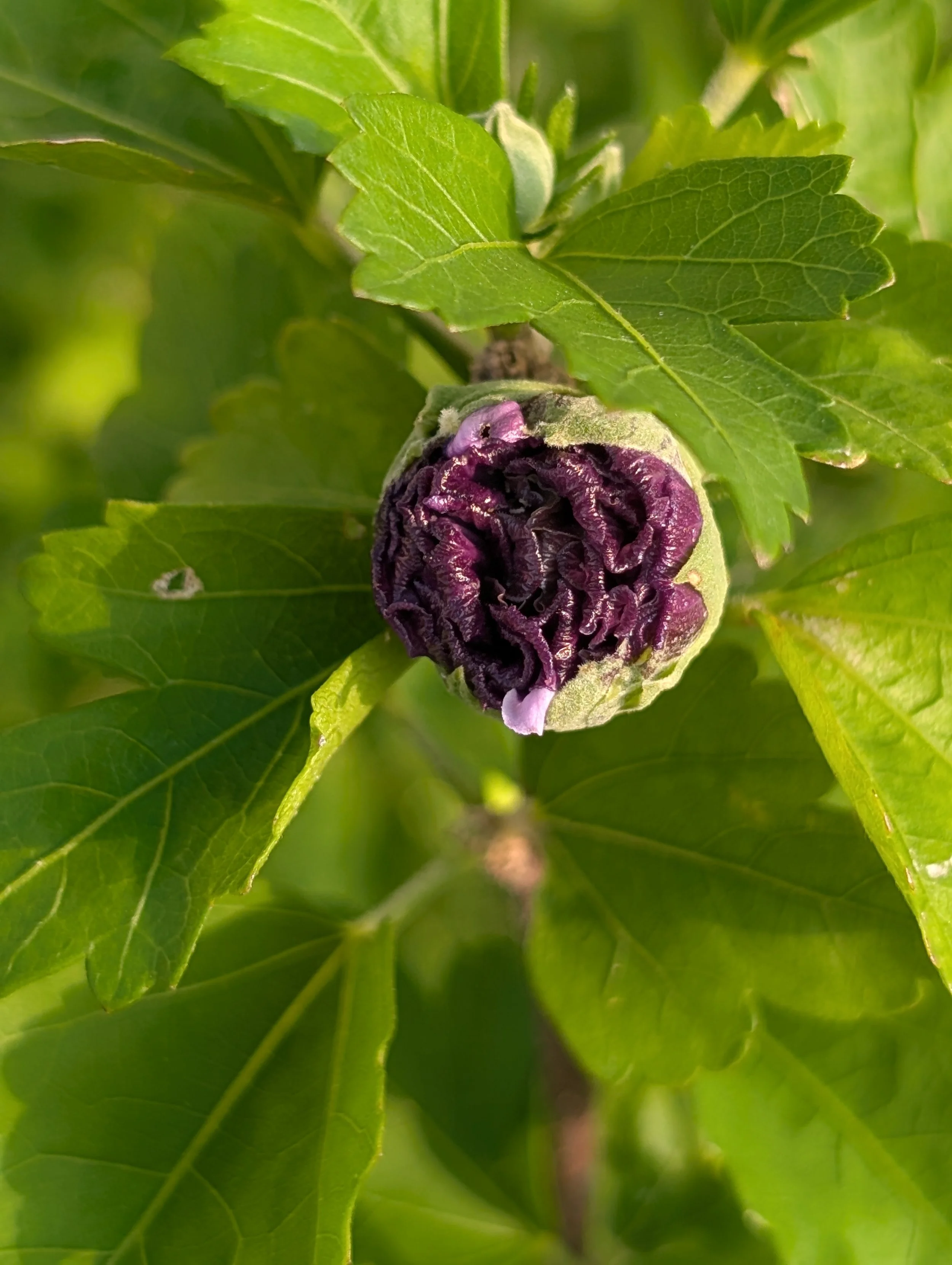 alittledirtcanthurt-garden-coaching-flower-purple.jpg