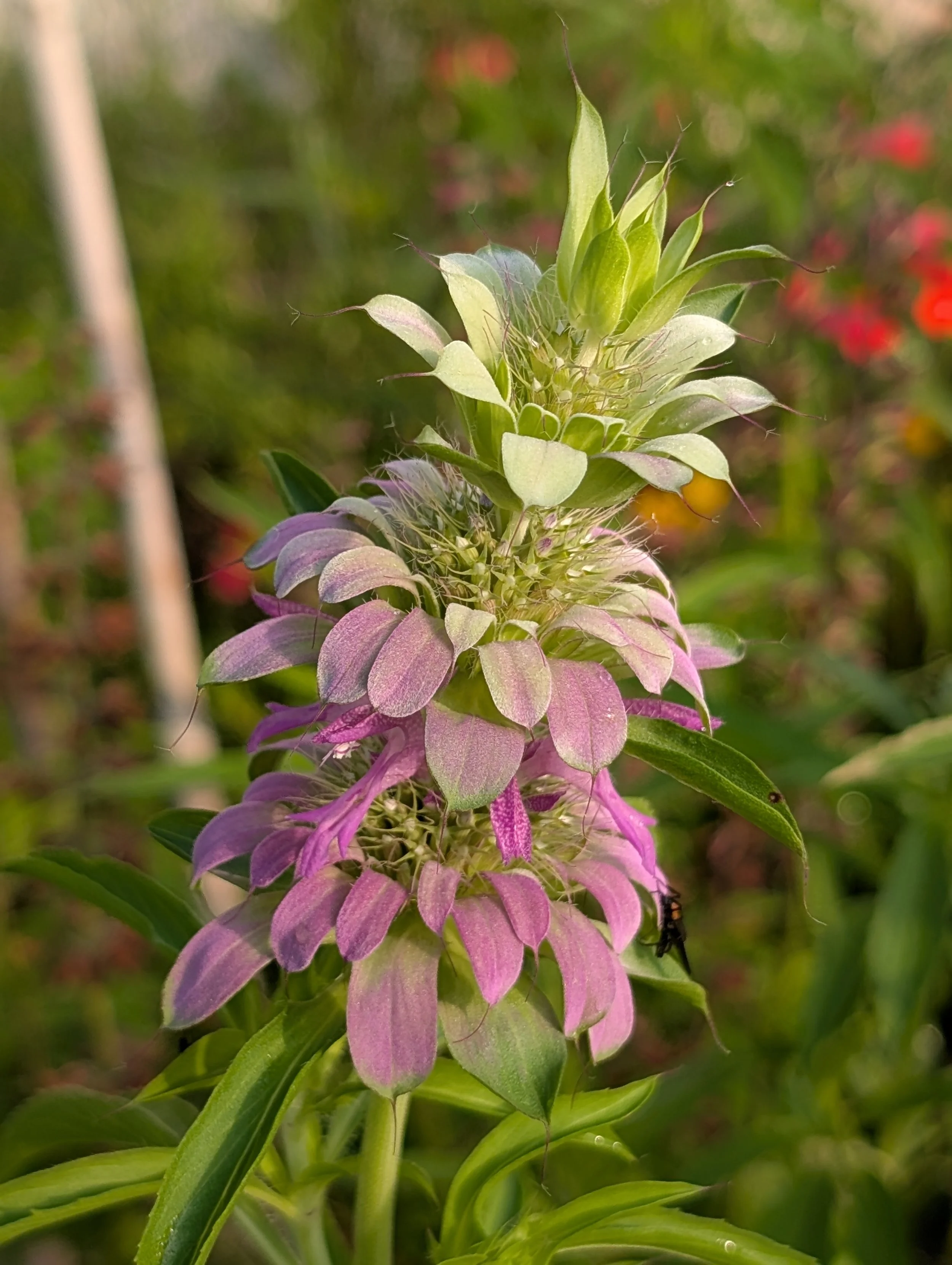 alittledirtcanthurt-garden-coaching-beebalm.jpg