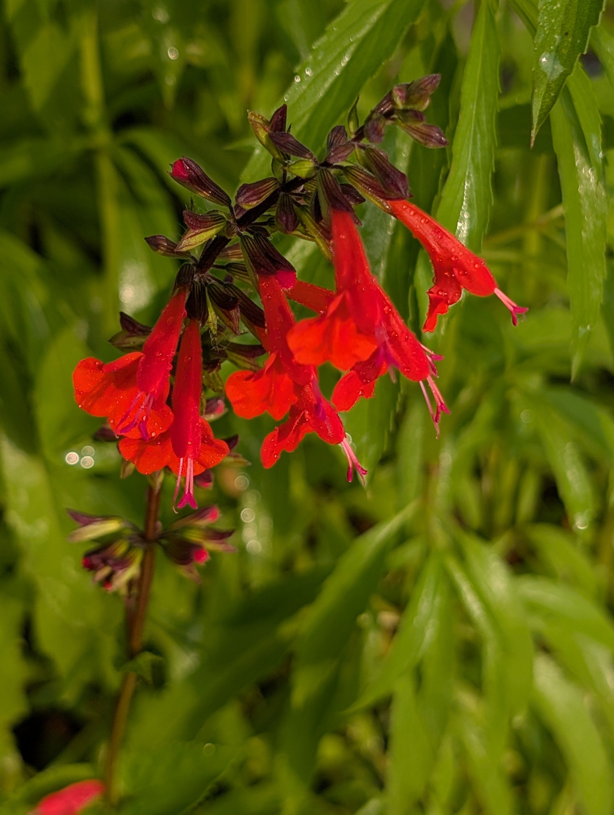 alittledirtcanthurt-garden-coaching-red-salvia.jpg
