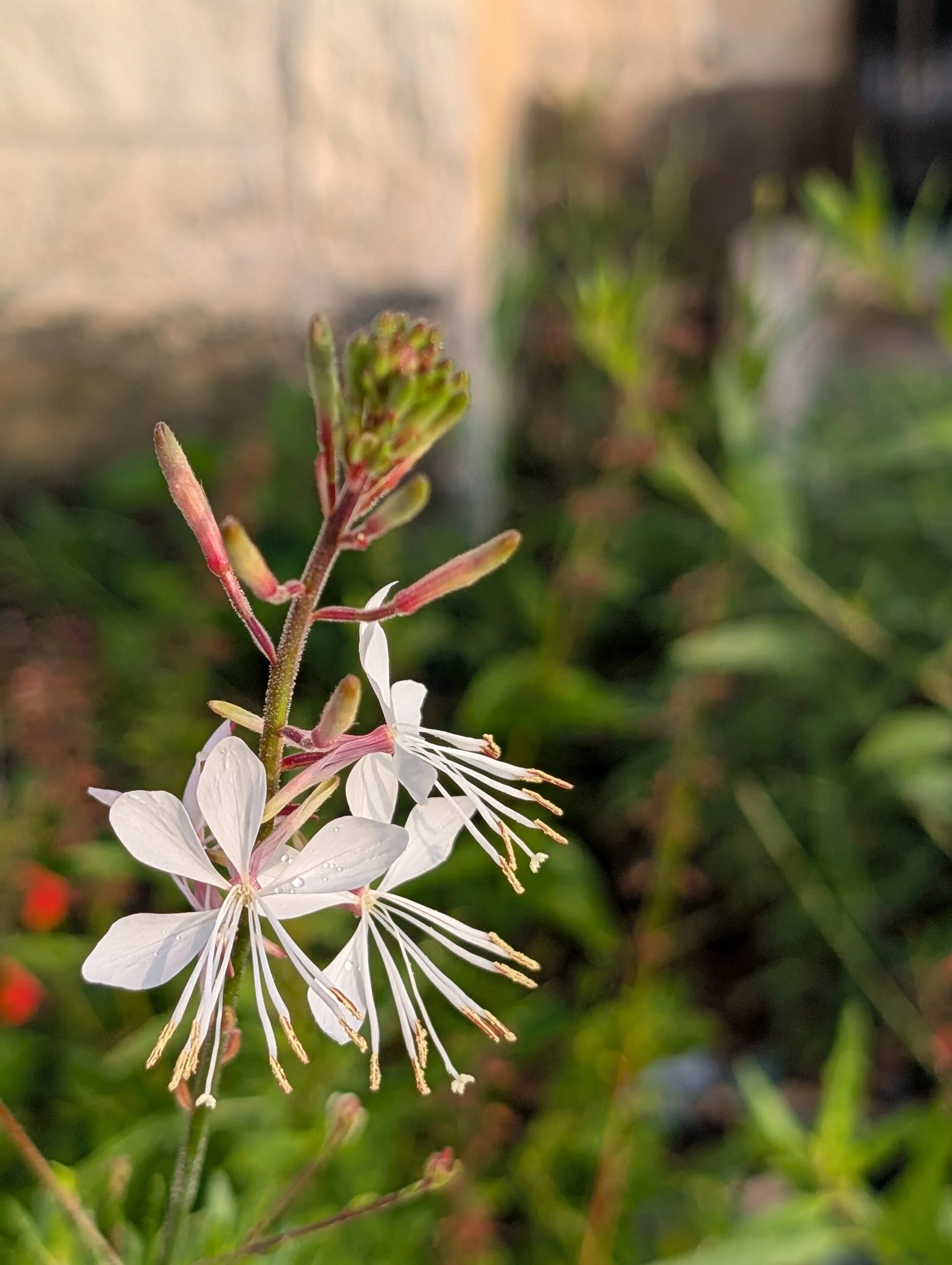 alittledirtcanthurt-garden-coaching-white-guarra.jpg