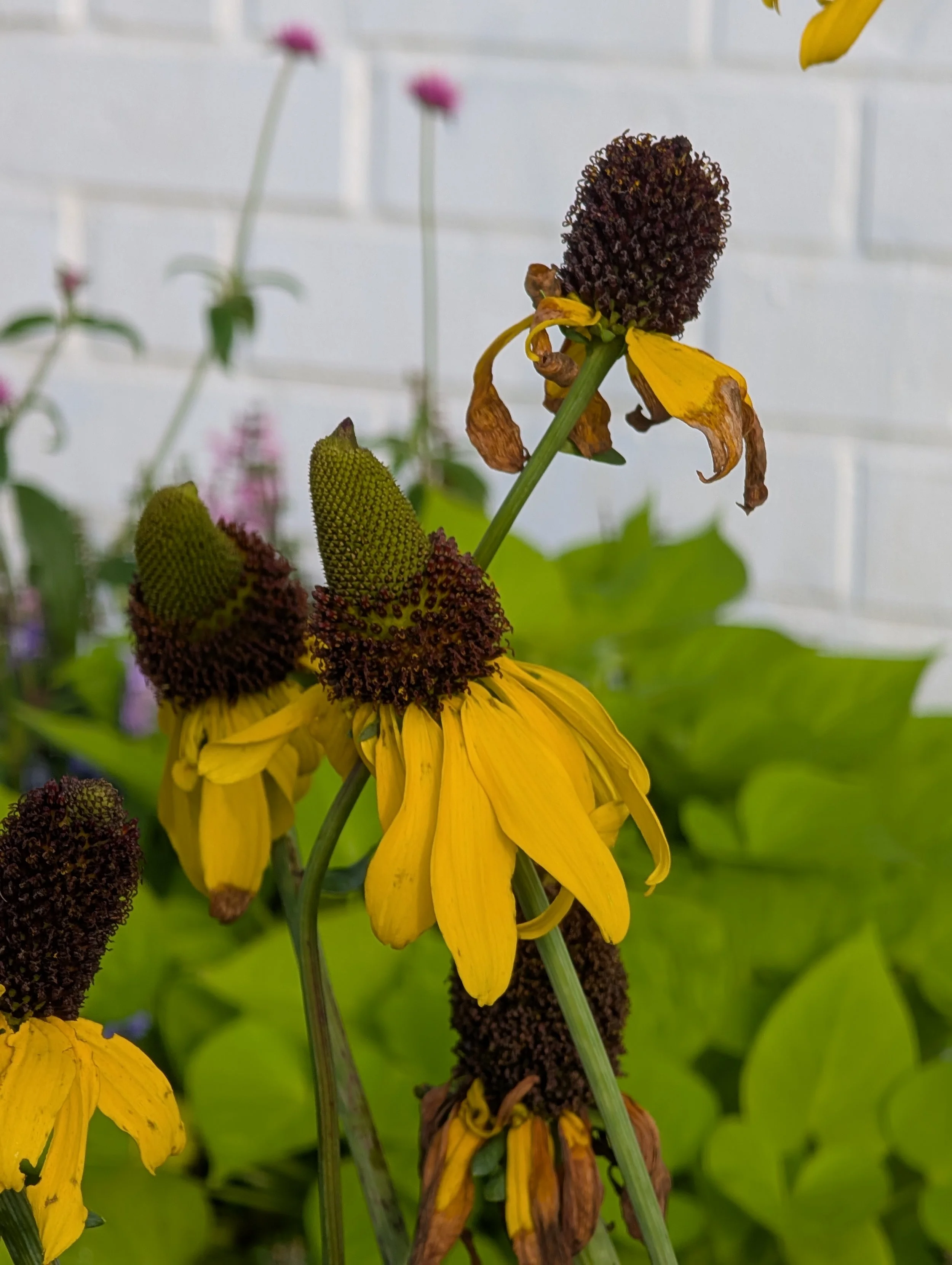 alittledirtcanthurt-garden-coaching-coneflower.jpg