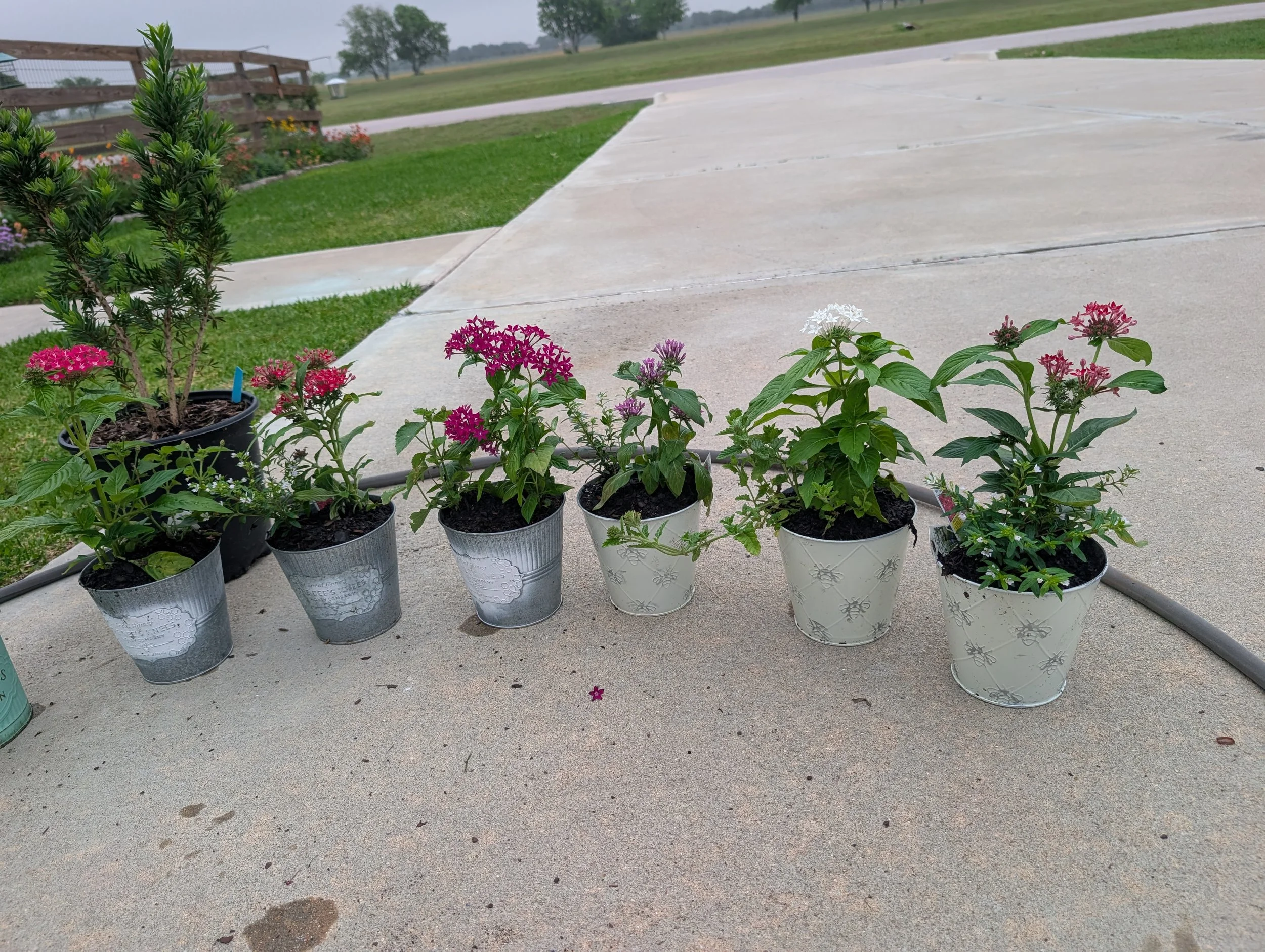 alittledirtcanthurt-garden-coaching-flowers-in-pots.jpg