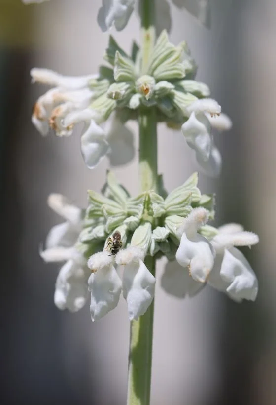 A super pollinator flower, white Salvia Farinacea 'Agusta Duelberg' flower in the garden at A Little Dirt Can't Hurt in Needville, TX