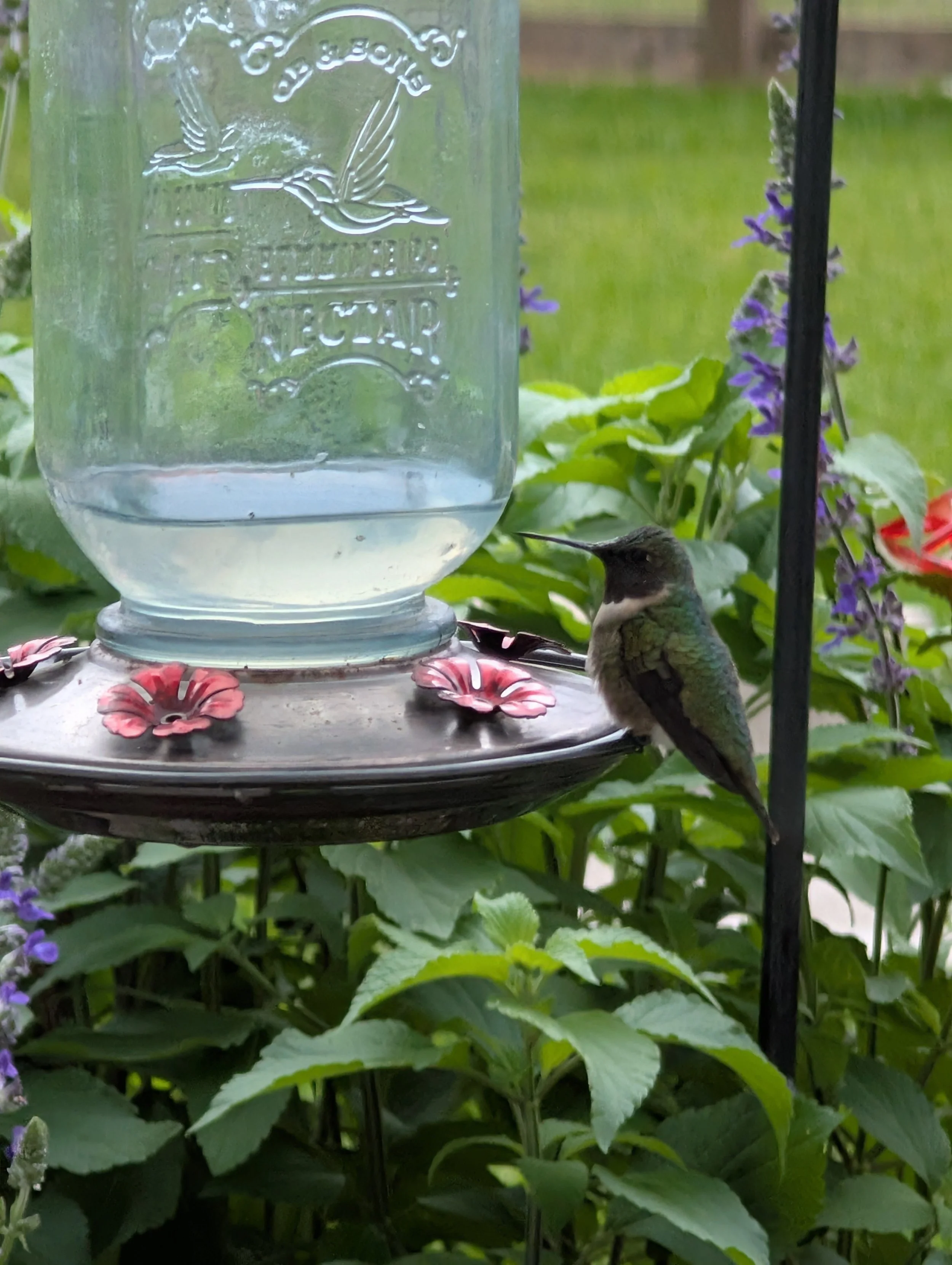 a green hummingbird sitting on a hummingbird feeder in the garden at A Little Dirt Can't Hurt in Needville, TX