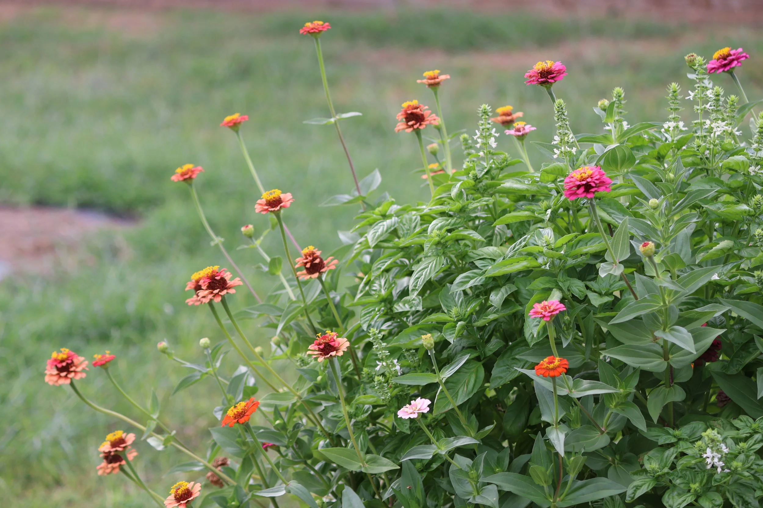Colorful pollinator, native flowers, mostly pink, orange, and yellow, growing in Nicole's A Little Dirt Can't Hurt garden in Needville TX 