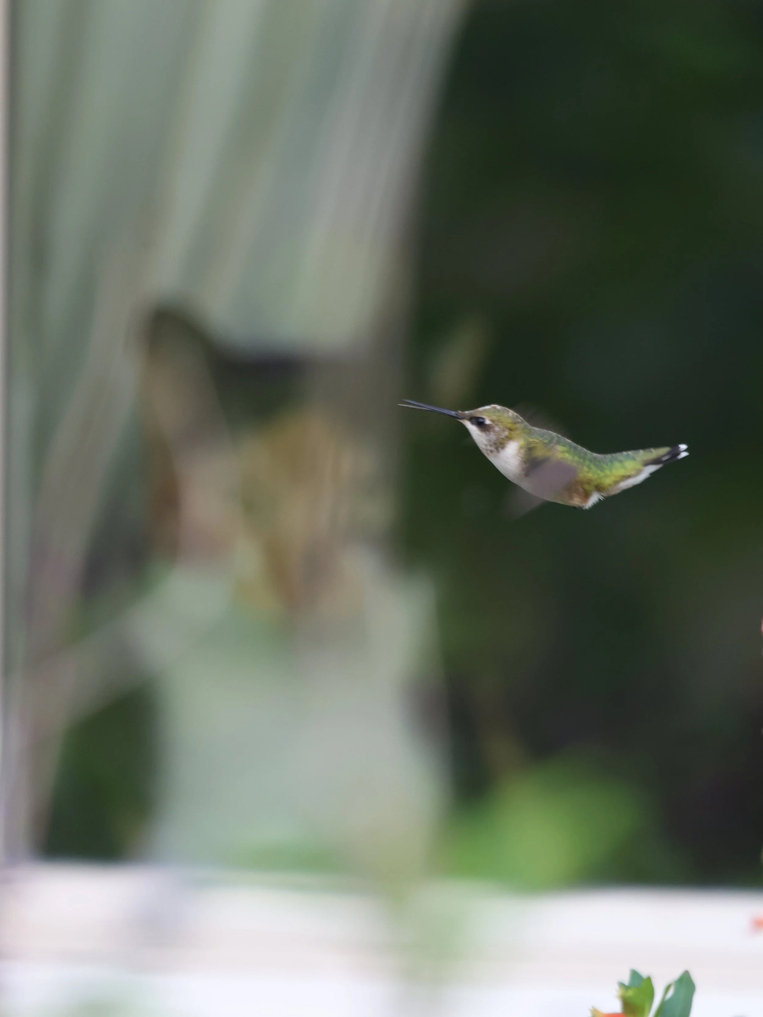 Hummingbird in flight in the garden of A Little Dirt Can't Hurt in Needville, TX