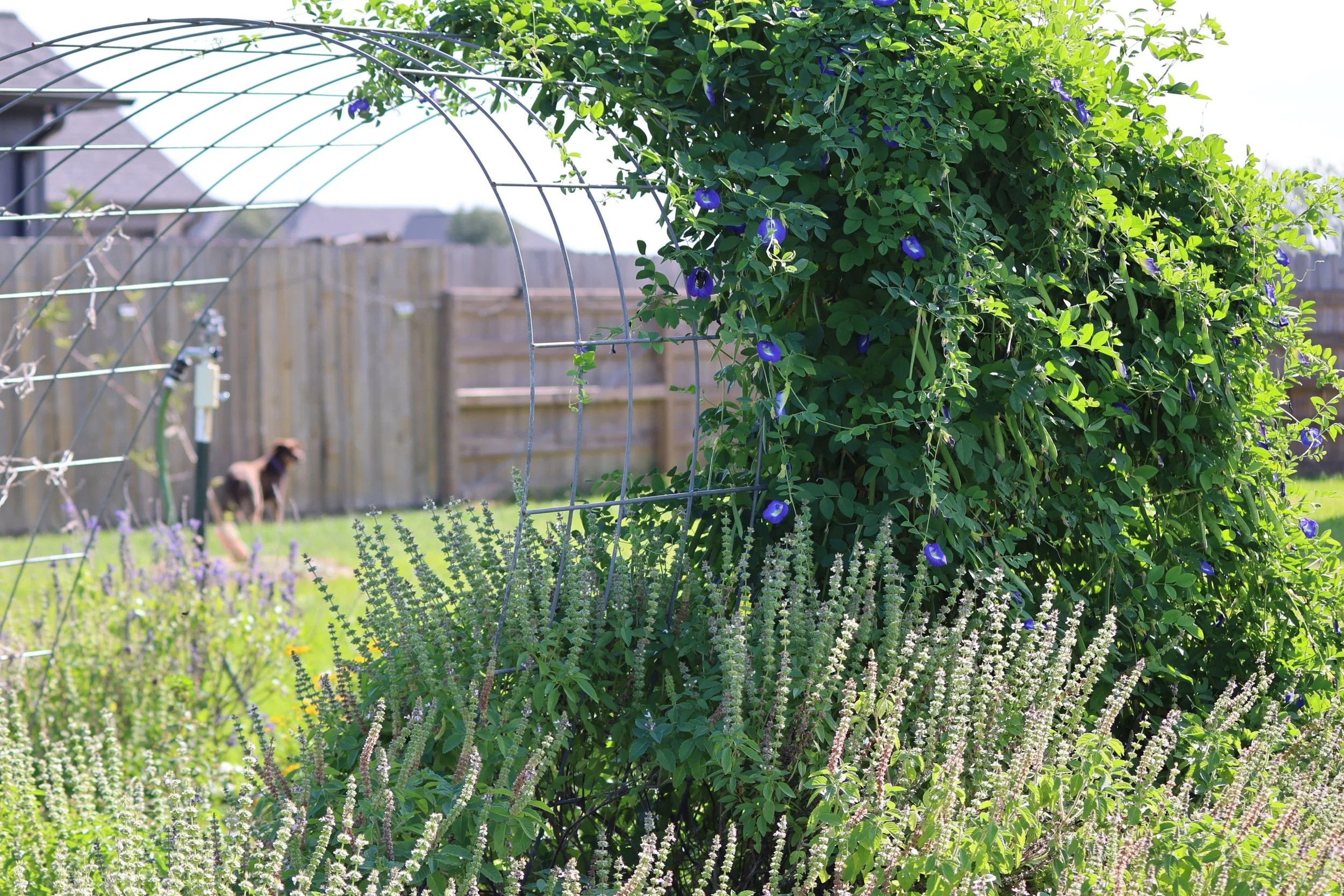 Nicole's A Little Dirt Can't Hurt's backyard garden in Needville TXA with lush green plants, purple pollinator flowers, and a metal plant support arching over the plants. A wooden fence borders the yard, and a dog is visible in the background.