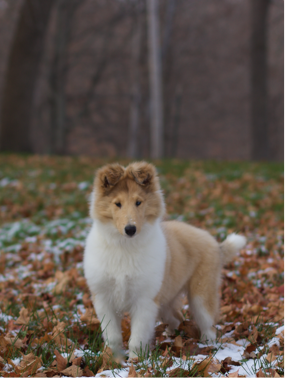 Screen Shot 2017-09-10 at 4.06.56 PM.png