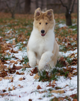 Screen Shot 2017-09-10 at 4.11.29 PM.png