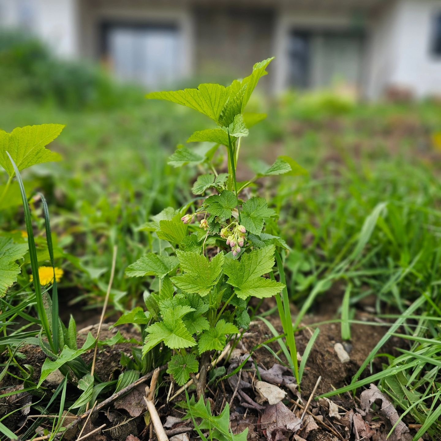 Currant cuttings gifted to us by our friends at @flyingpigfarmschenevus plugged in last summer and overwintered, now starting to do their thing! Stay tuned to see what we whip up with the Harvest this season.