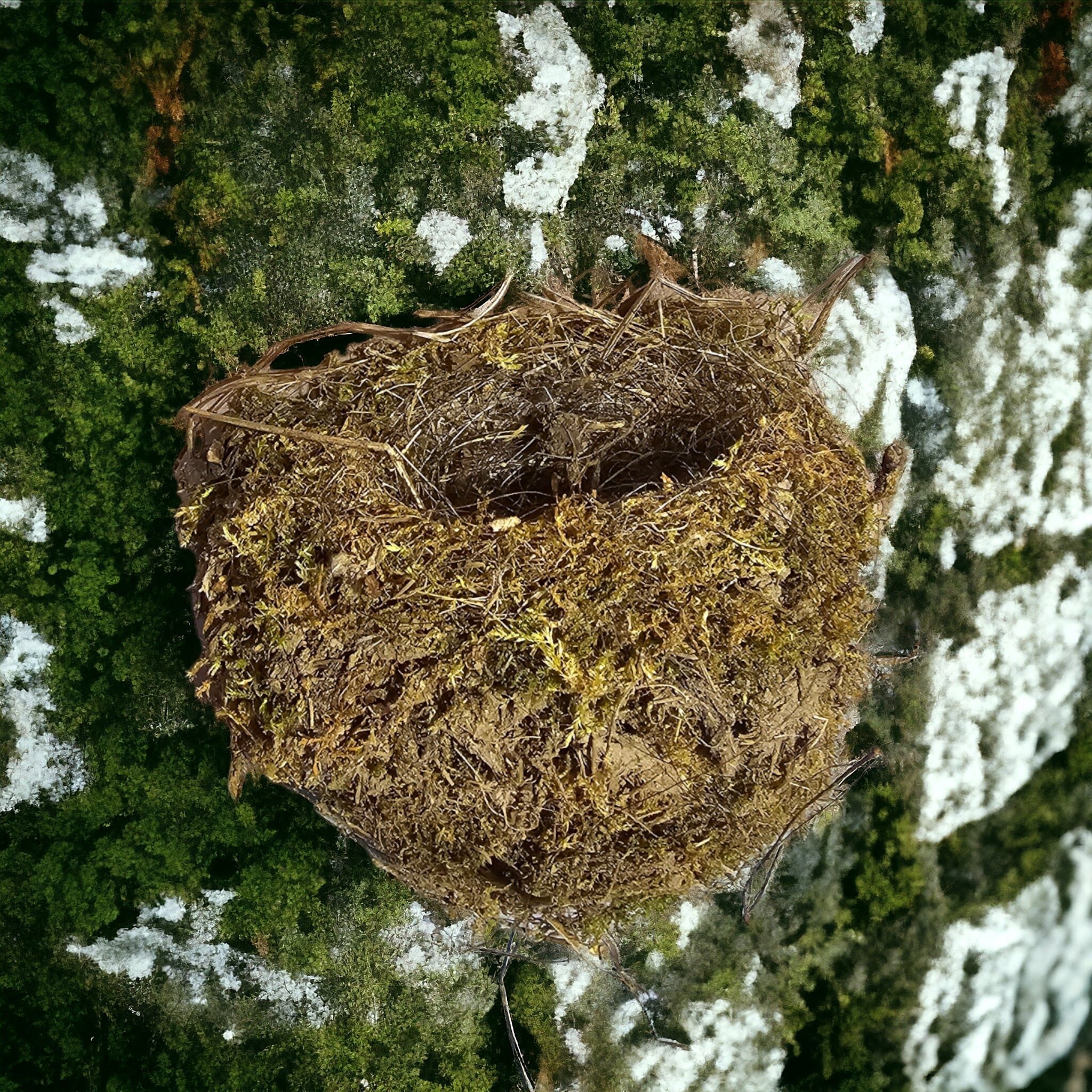 https://i.etsystatic.com/31776765/r/il/e0a9e6/5740132614/il_fullxfull.5740132614_25ad.jpg