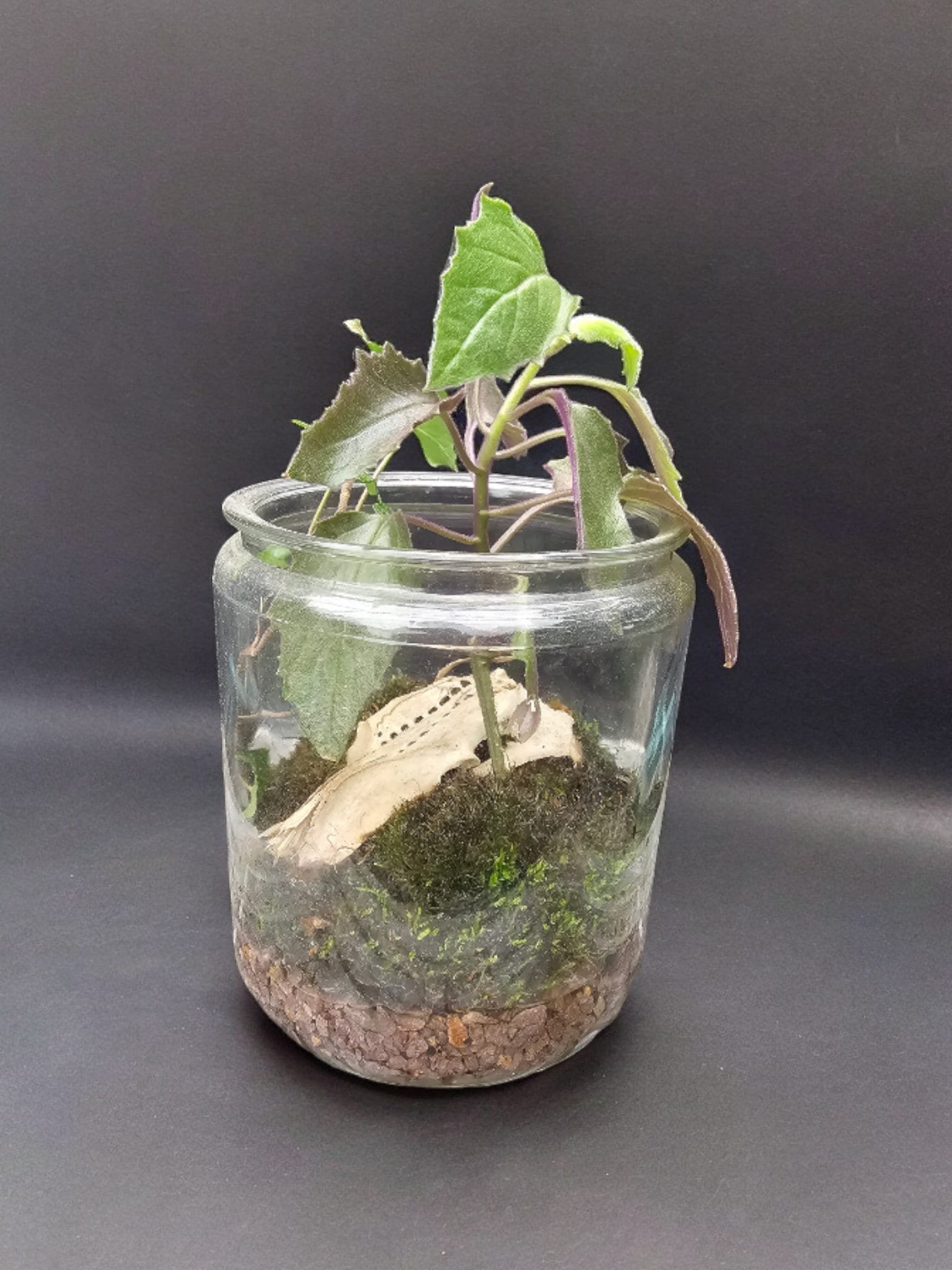 https://i.etsystatic.com/31776765/r/il/3ab0fe/6053687576/il_fullxfull.6053687576_kss0.jpg