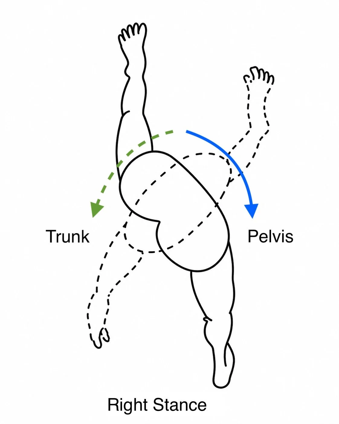 Pelvic and Trunk Rotation During Right Stance Phase of Gait