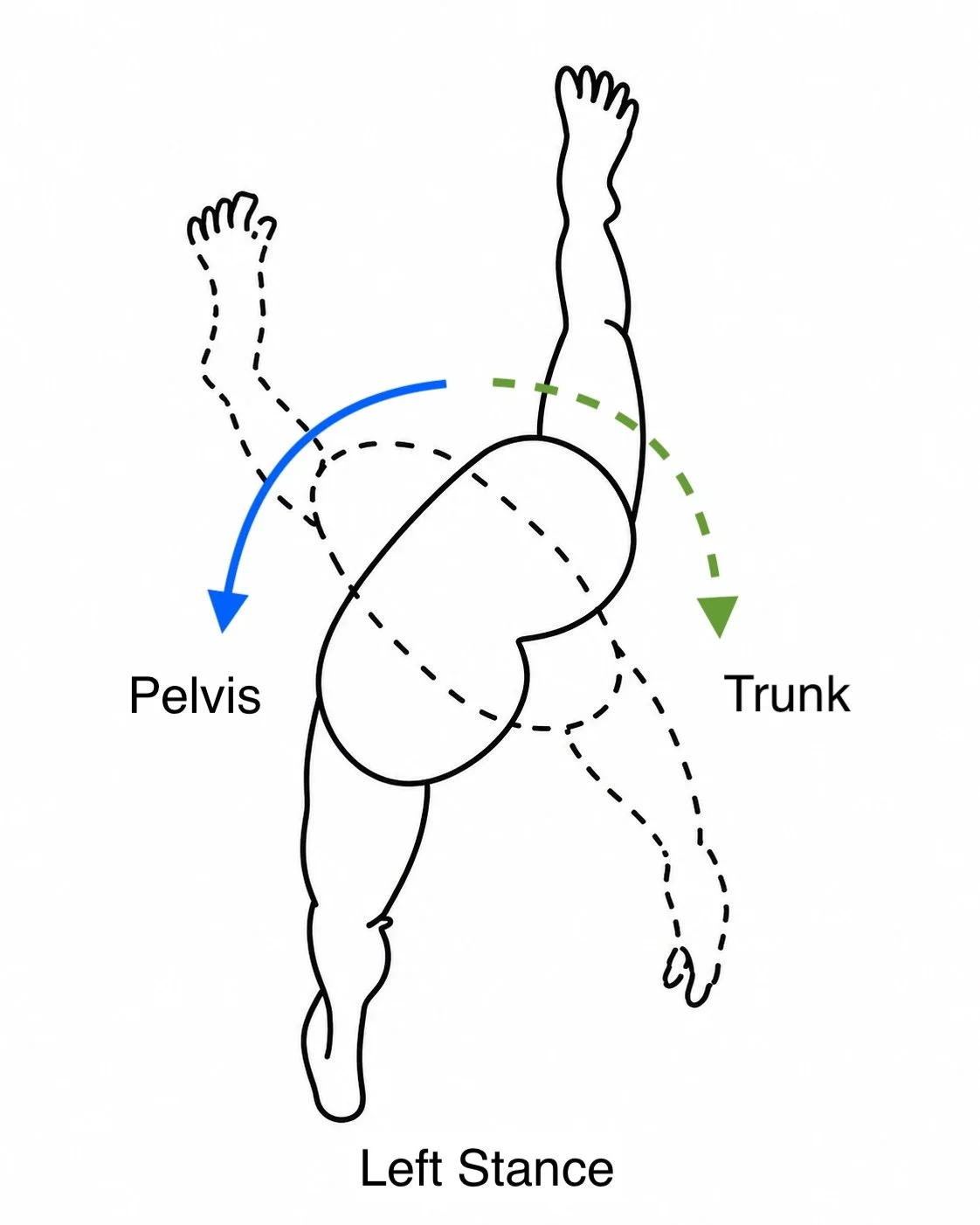 Trunk and Pelvic Rotation During the Left Stance Phase of Gait