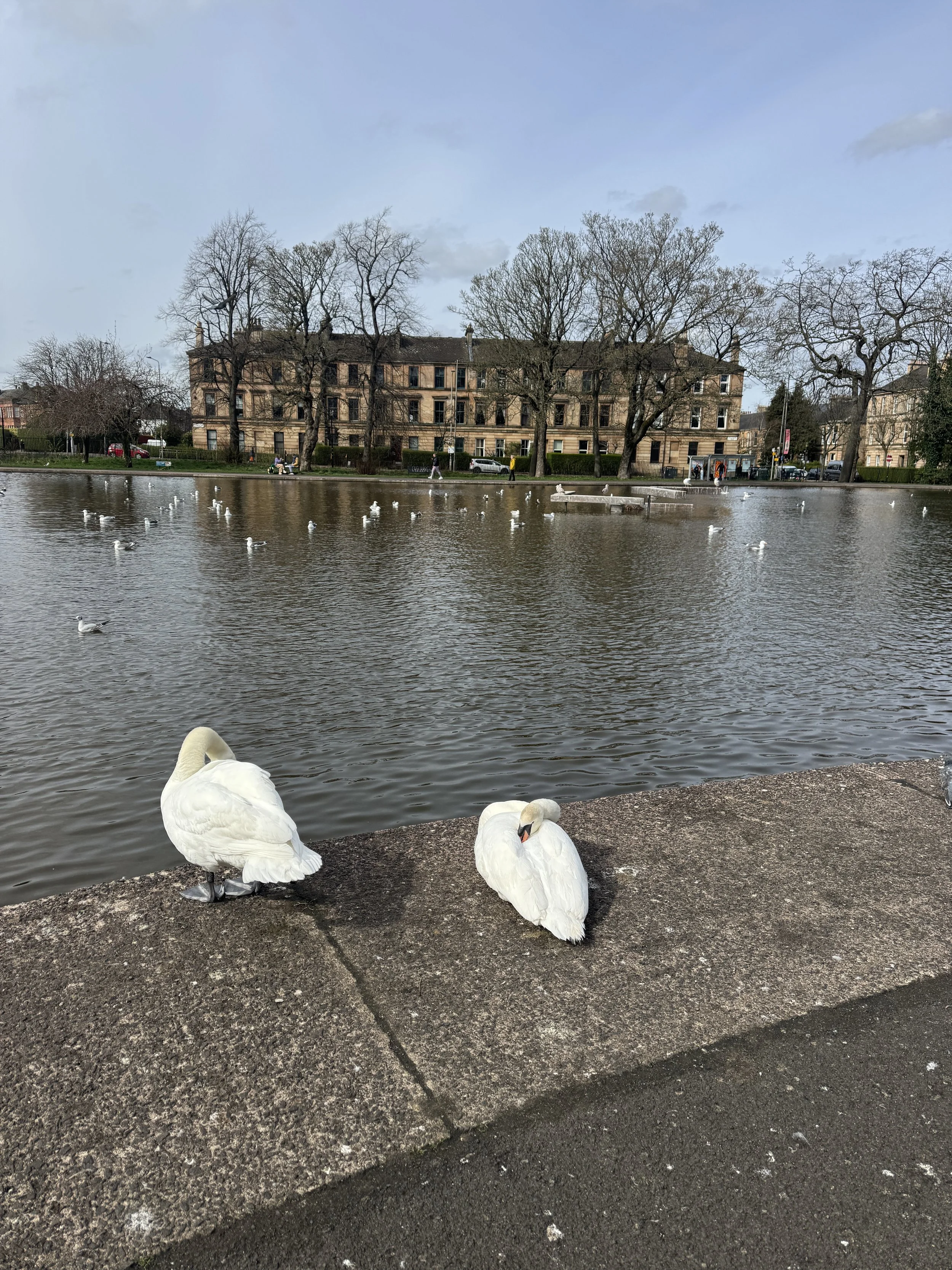 Swans at pond in Queen's Park Scotland Glasgow