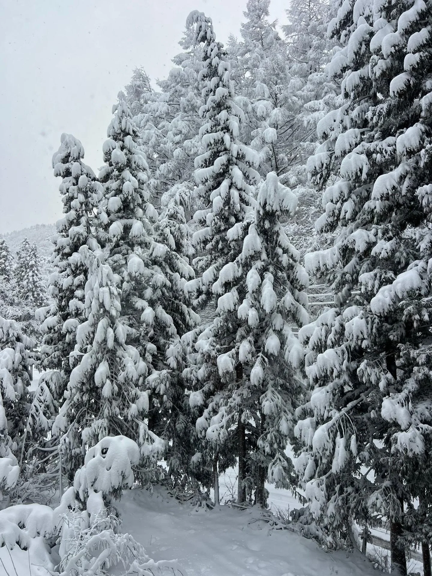 Our favorite spring/summer question when chatting with future Brueys guests:

✨ &ldquo;When does the snow usually arrive in Tangram?&rdquo;
Well&hellip; it&rsquo;s here. ❄️

Our first proper, stick-to-the-ground dump has landed last night + this morn