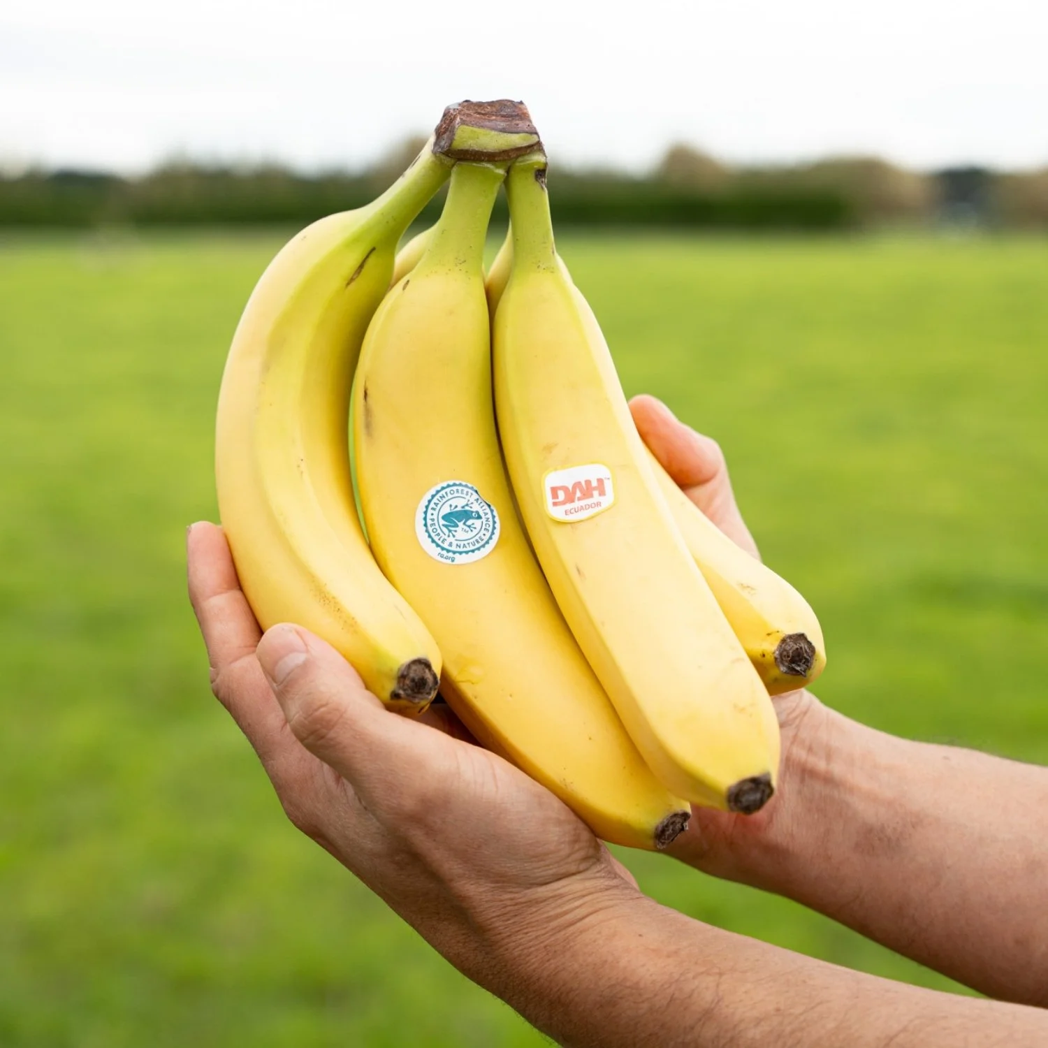 Bananas