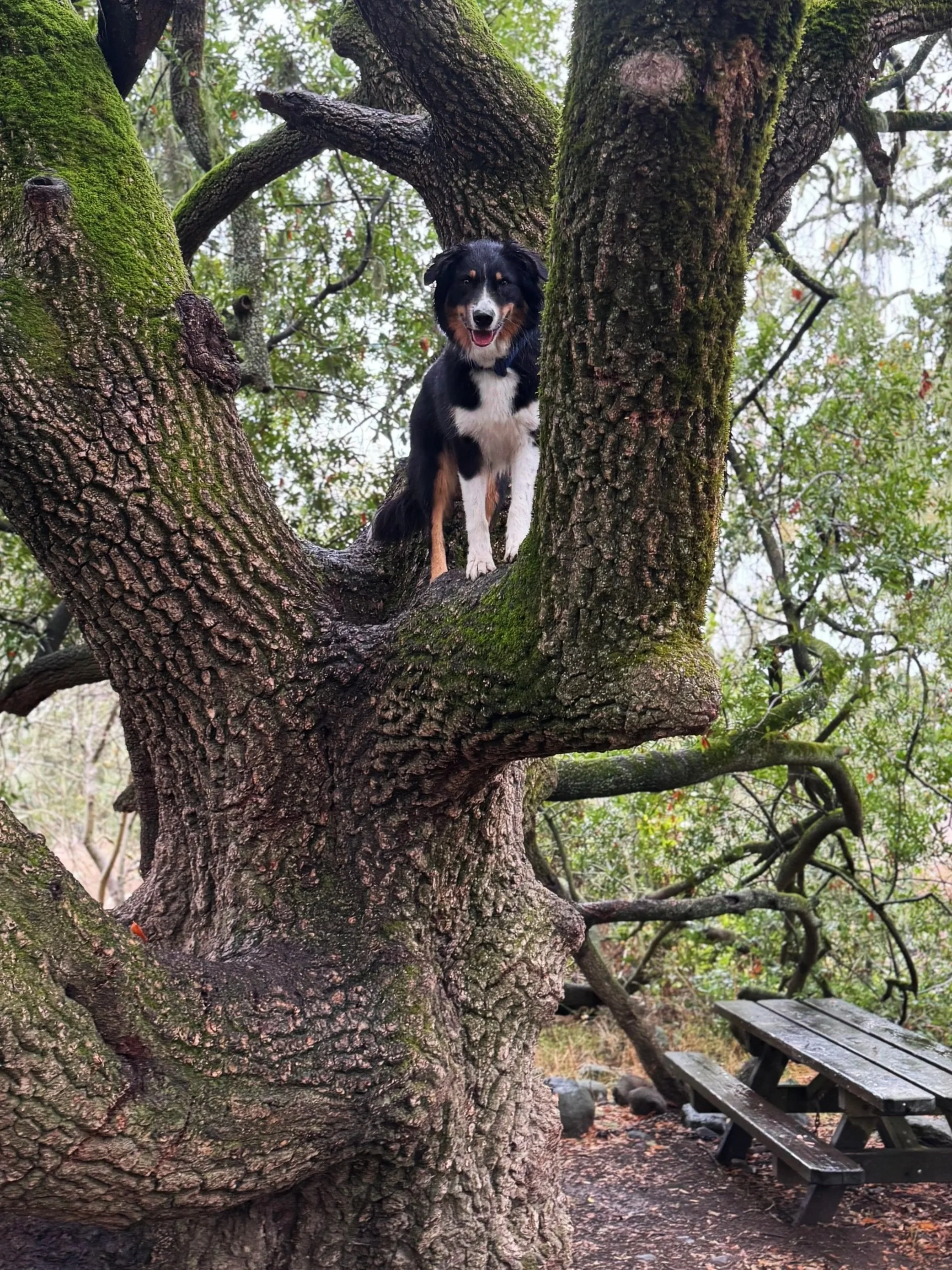 Flea and Tick Prevention