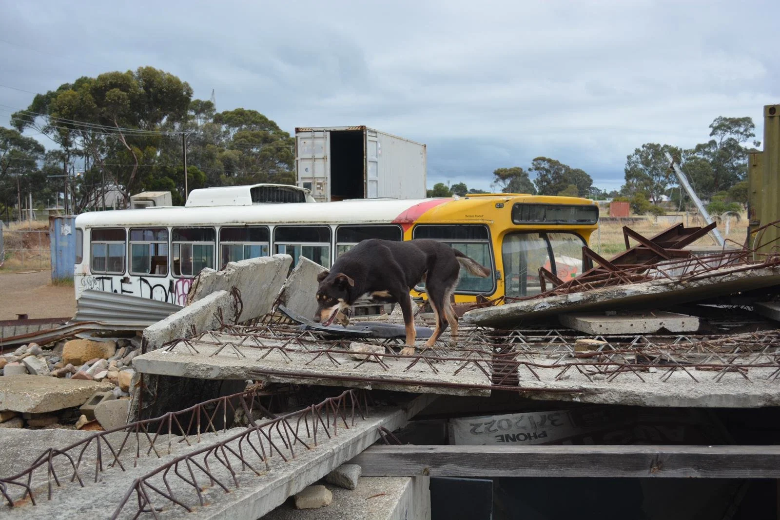 SD Calcifer (Cal) - Kelpie - missing persons (live), wide area, and mantrailing.