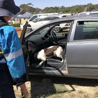 K9Aus Capabilities incorporated