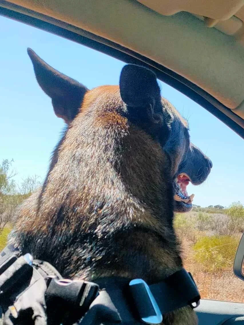 ETK9 Moose - Dutch shepherd - project dog.