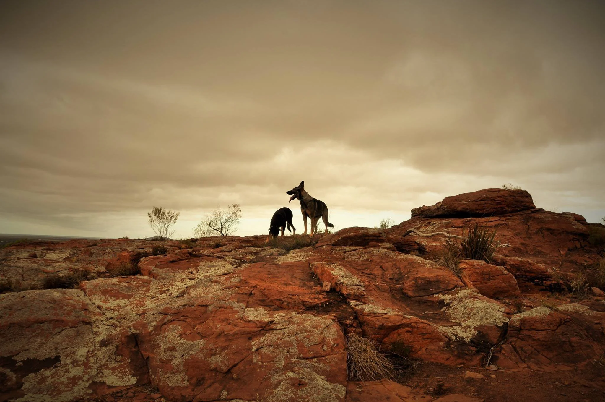 Cal and Kuf Mt laura.jpg