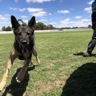 SD Kufara, coming in hot, found you!