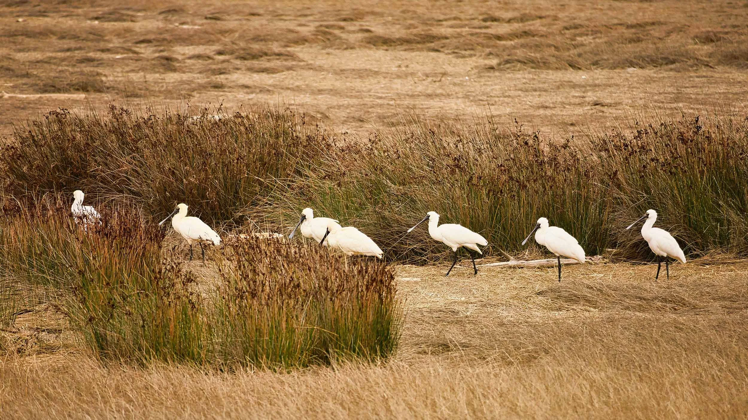 How to identify wetlands and stay compliant: A simple guide