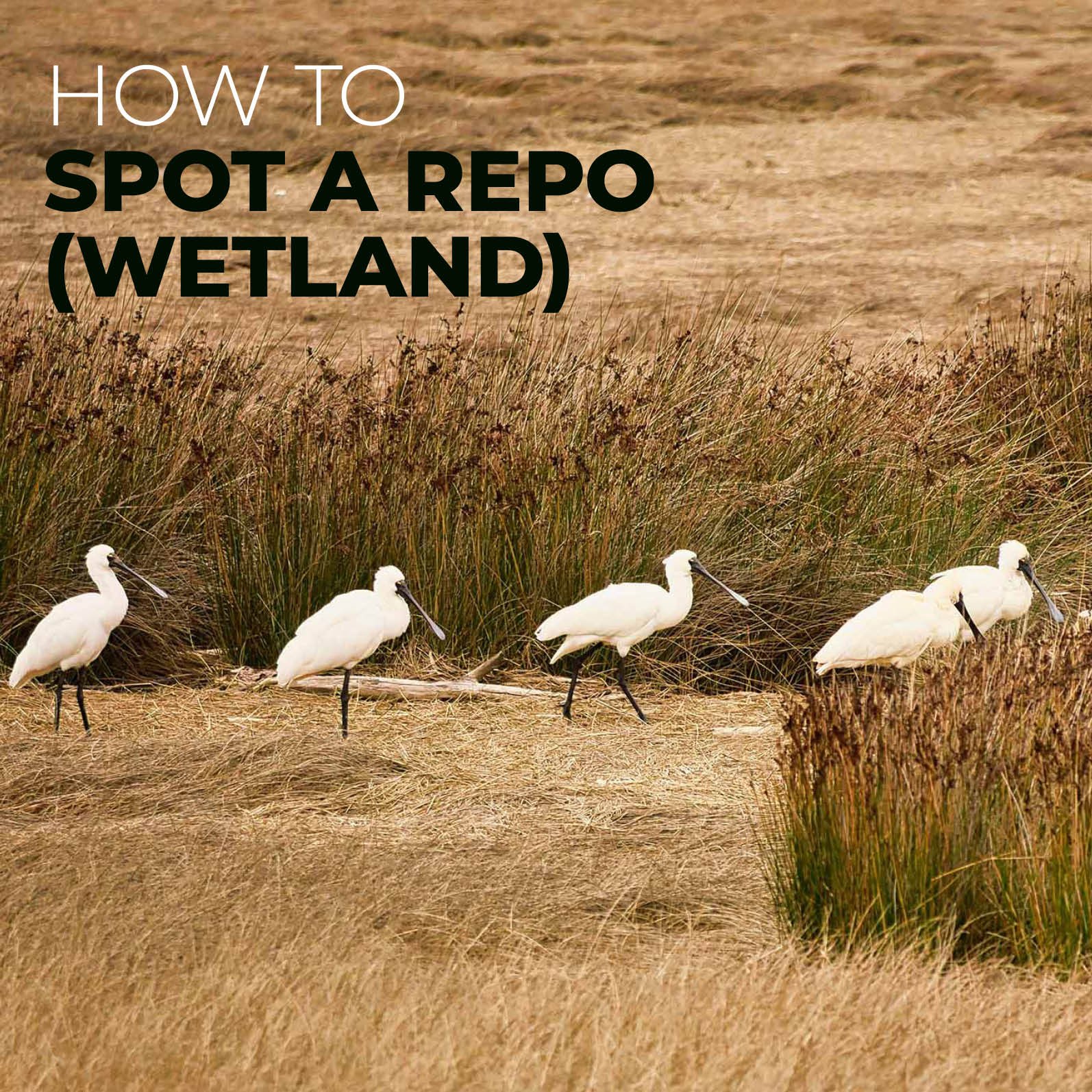 An image of a group of Royal Spoonbills walking through a wetland.